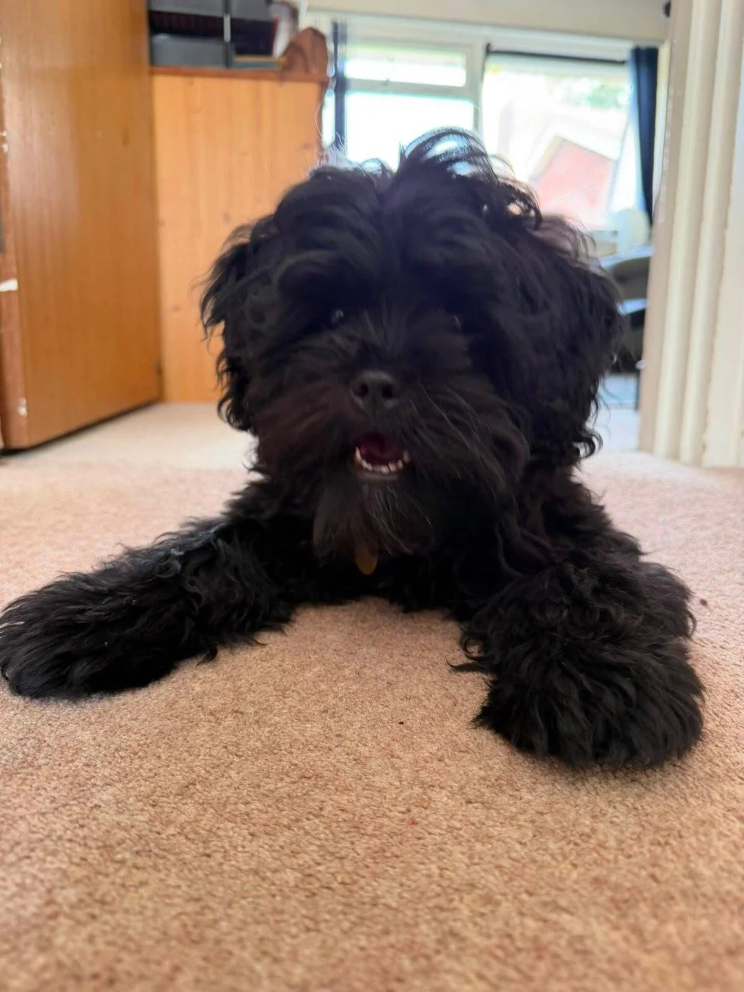 Hi everyone, meet George 🤍

George is a six-month-old Shih Tzu&ndash;Poodle cross. A Shitpoo!

If I&rsquo;m being completely truthful, we&rsquo;ve actually had George for a few months, but until now I haven&rsquo;t felt ready to introduce him.

Part