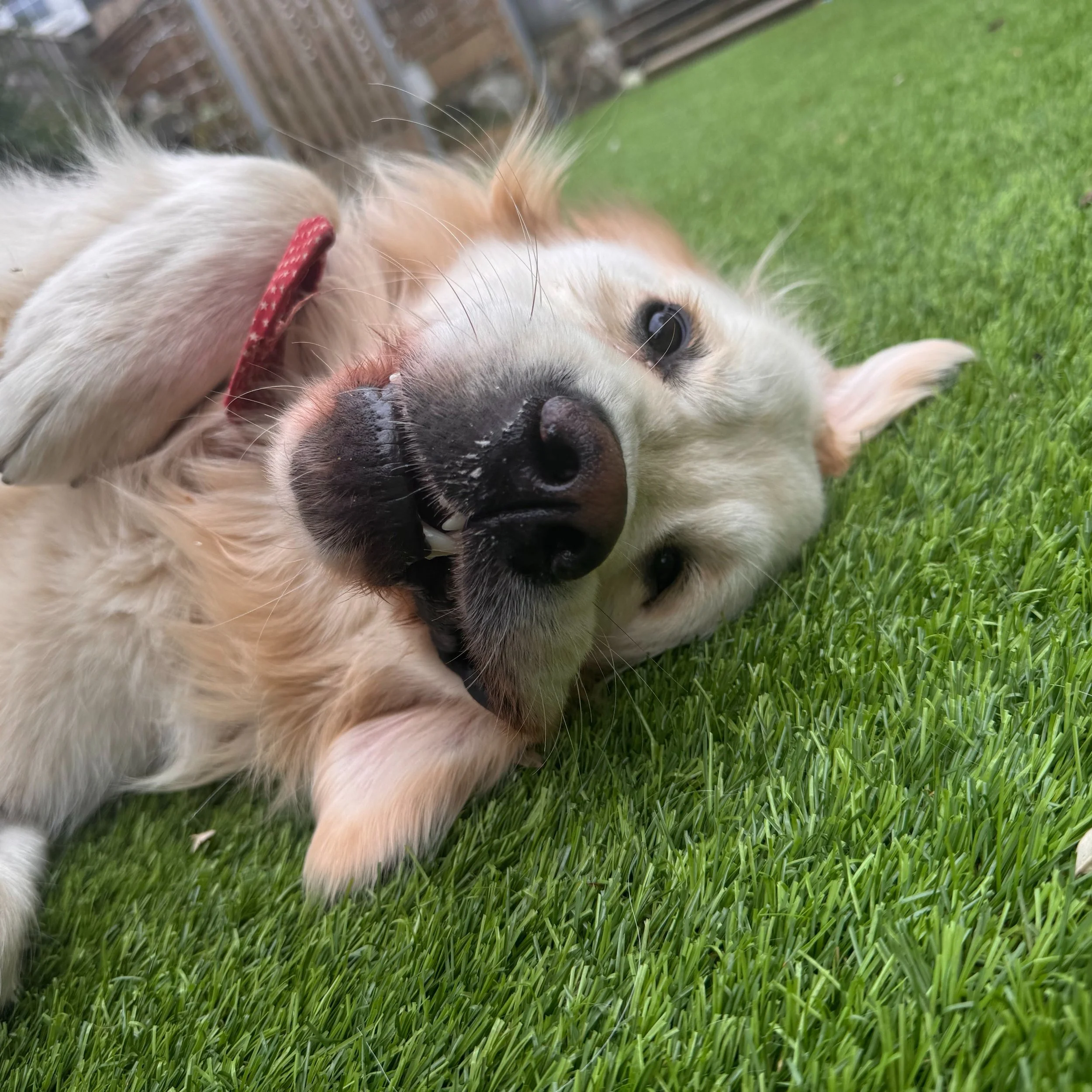 Today, be inquisitive.

Explore somewhere new, even if it is just a different route on your walk.

That is what Howie would do.

Be More HOWIE 🐾

#BeMoreHOWIE