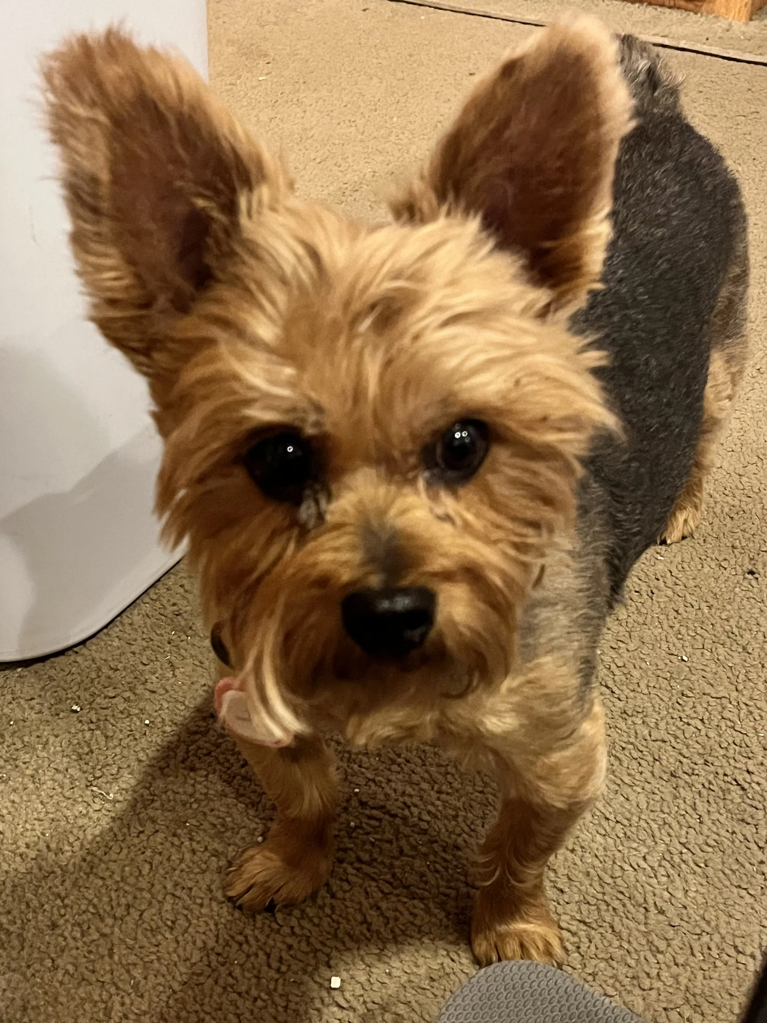 A small mixed-breed dog with a tan face and black back, standing on a brown carpeted floor, looking up at the camera.