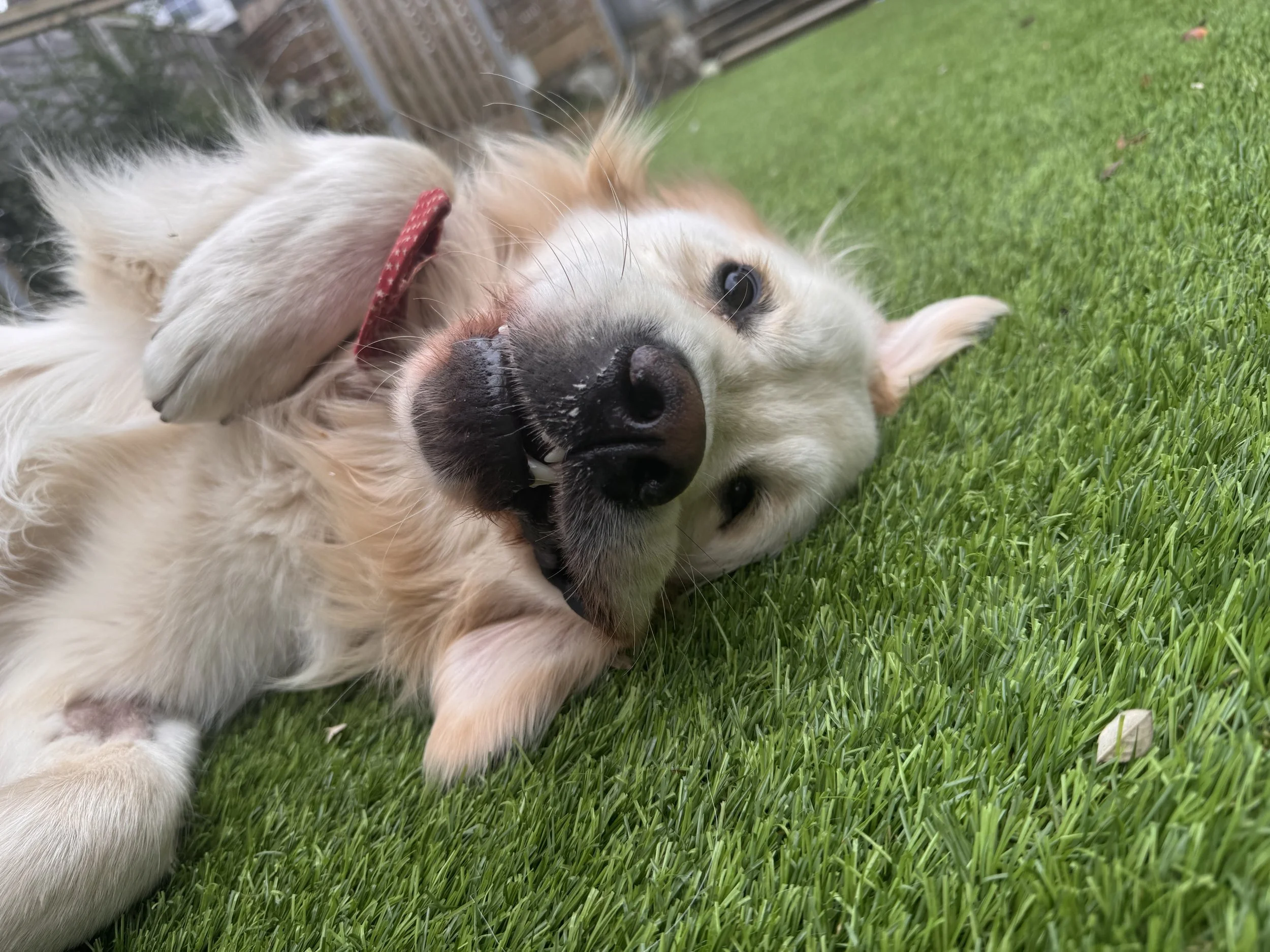 Golden retriever puppy lying on grass, playfully biting its paw, near a wooden fence.