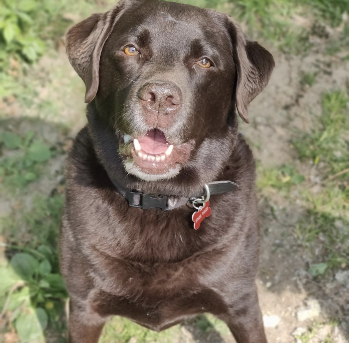 A happy brown dog with a black collar and a red tag outside on grass.
