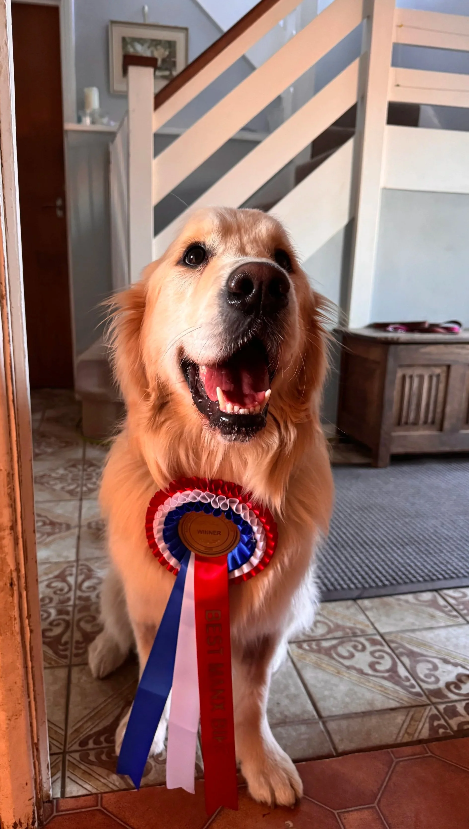 A happy Golden Retriever dog wearing a red, white, and blue award ribbon with a gold medal that says 'Winner'. The dog is indoors, standing on a tiled floor near a doorway, with a staircase and a small table in the background.