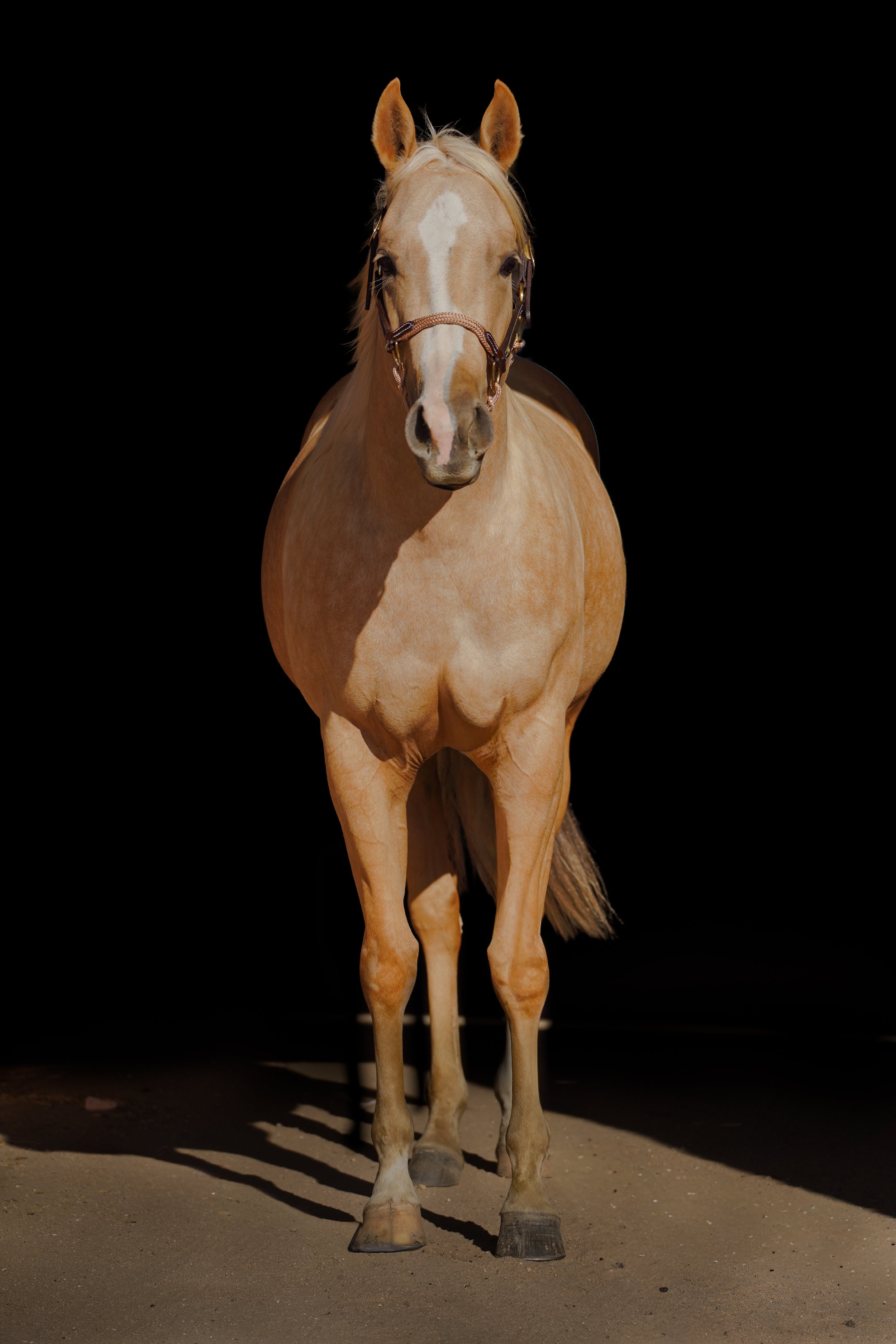 A palomino horse standing on a dirt ground with a black background.
