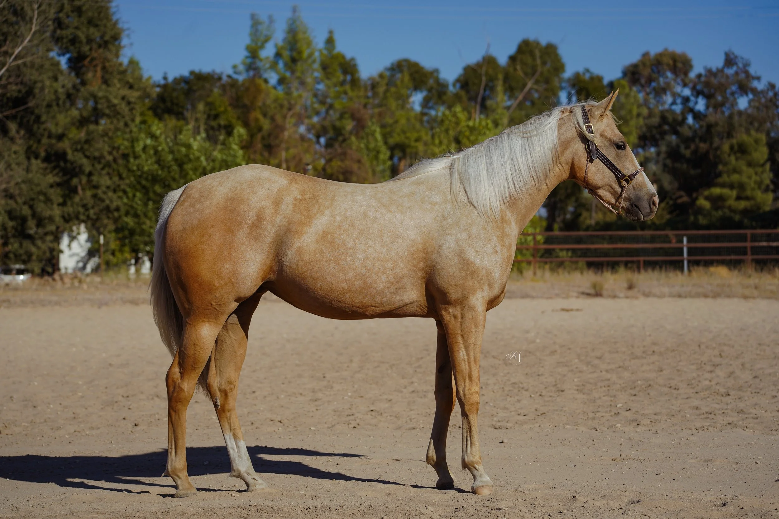 A light-colored horse with a long, flowing mane standing on a sandy area with green trees and a fence in the background on a sunny day.