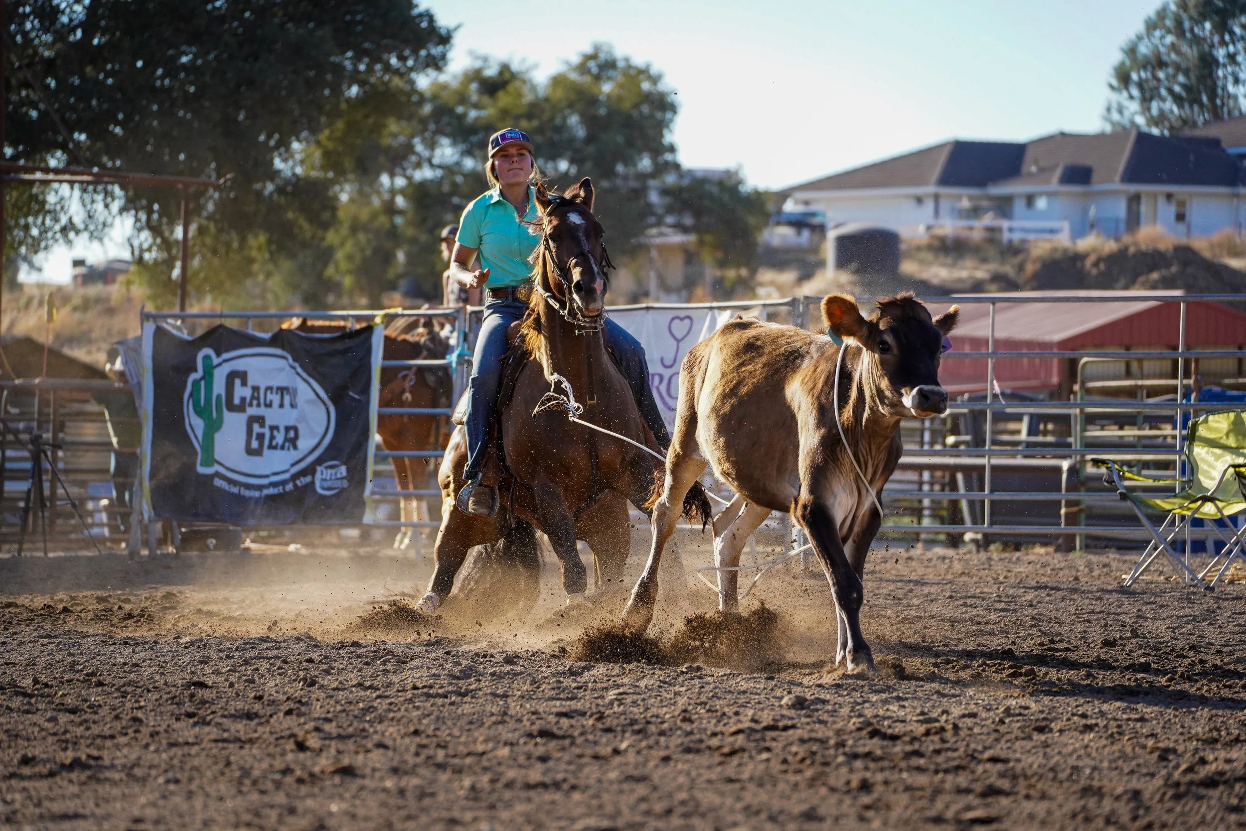 A young girl riding a horse with a brown and white cow in a fenced outdoor arena. There are trees and houses in the background, and banners attached to the fence.