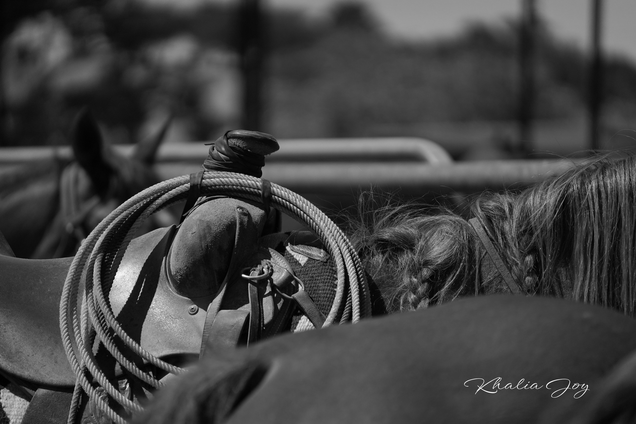Close-up of a horse's head with a bridle and rope, with a blurred background in black and white.