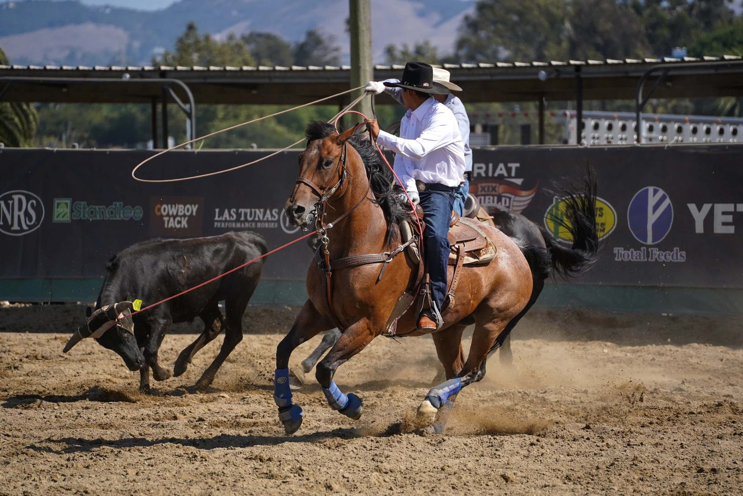 A cowboy riding a bucking horse while roping cattle in a rodeo arena.