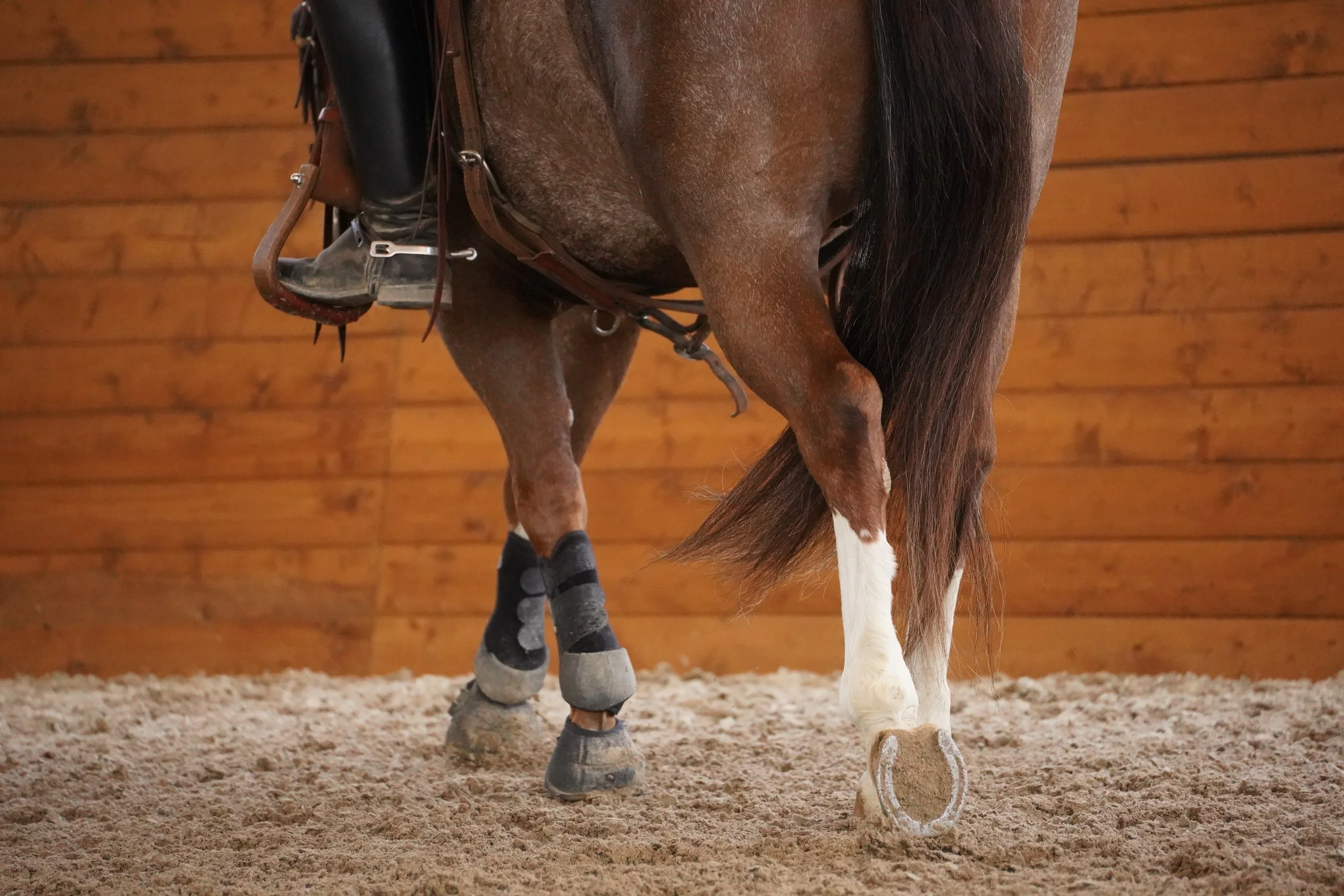 Close-up of a brown horse with a dark mane, wearing half blankets on its legs, standing in a sandy indoor riding arena with wooden walls.