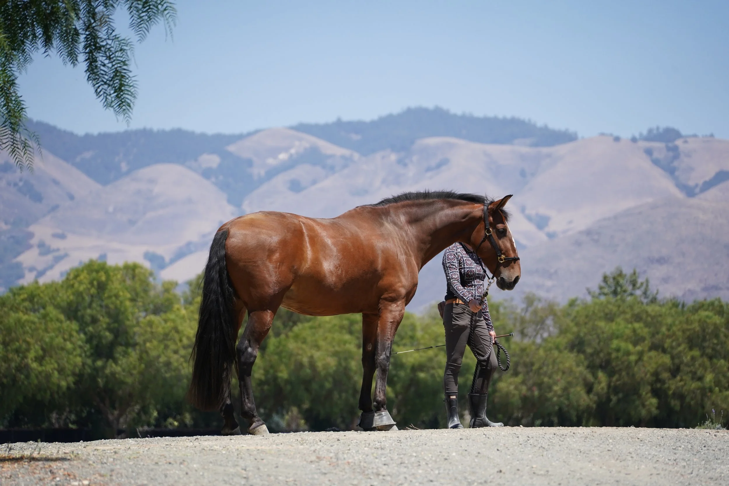 A person walking a brown horse on a dirt path with mountains in the background and green trees surrounding the scene.