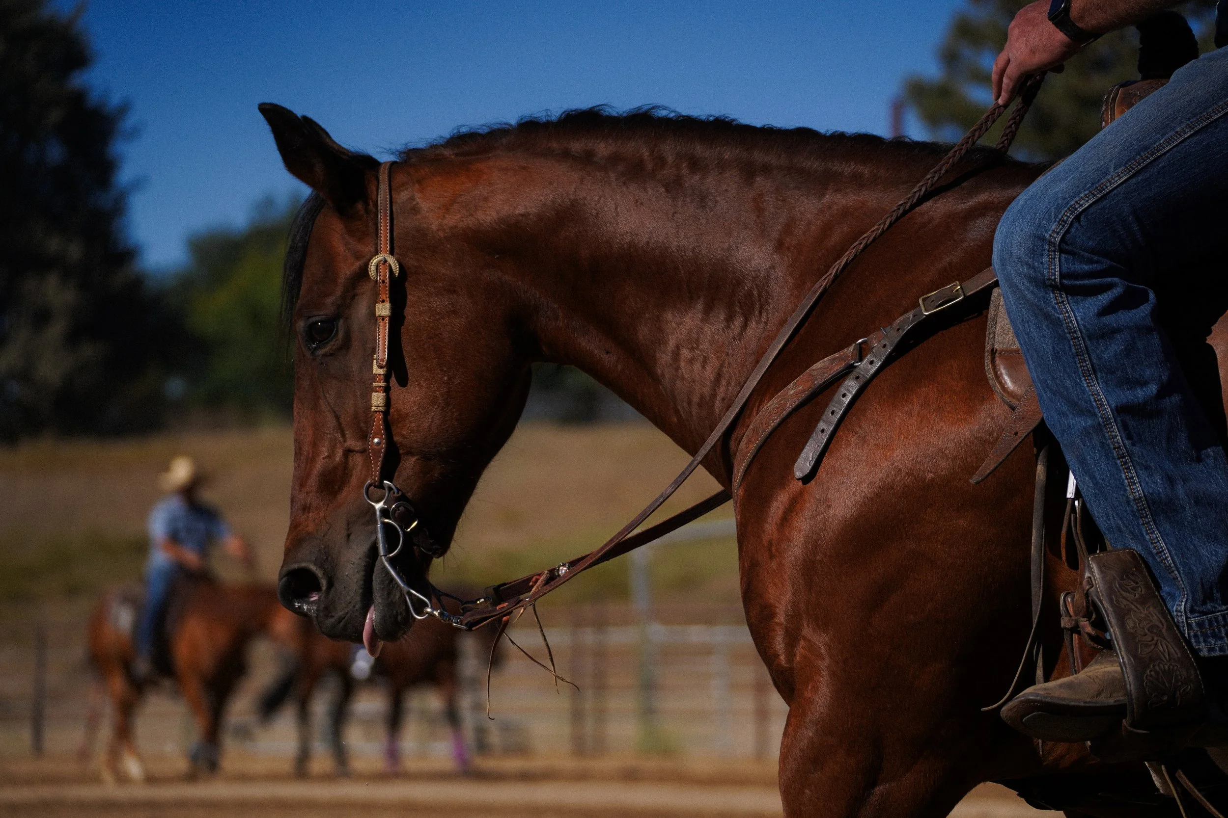 Close-up of a person riding a brown horse, with another rider and horse blurred in background, during evening.