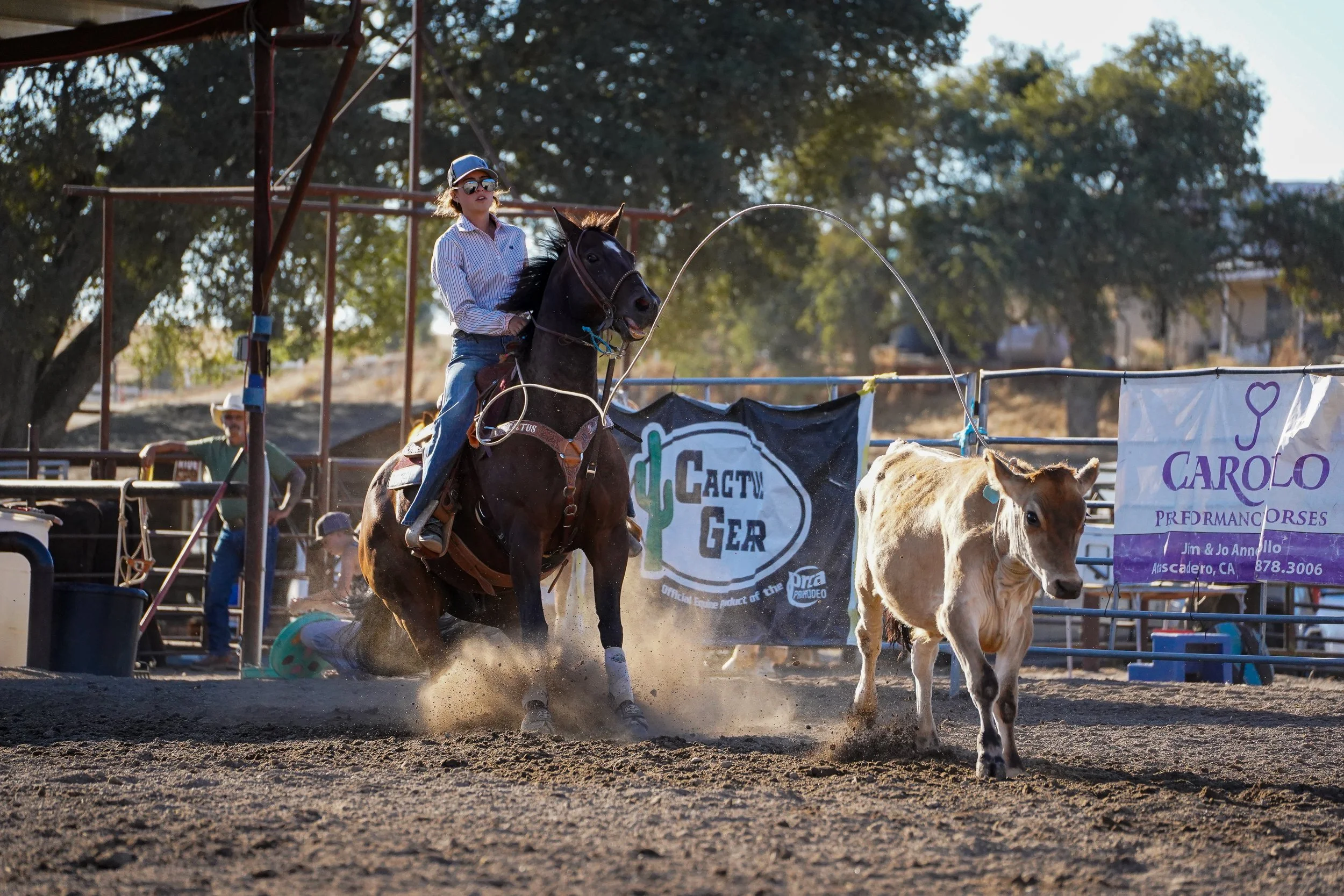 A girl riding a black horse in a rodeo arena, with a cow nearby, during a rodeo event.