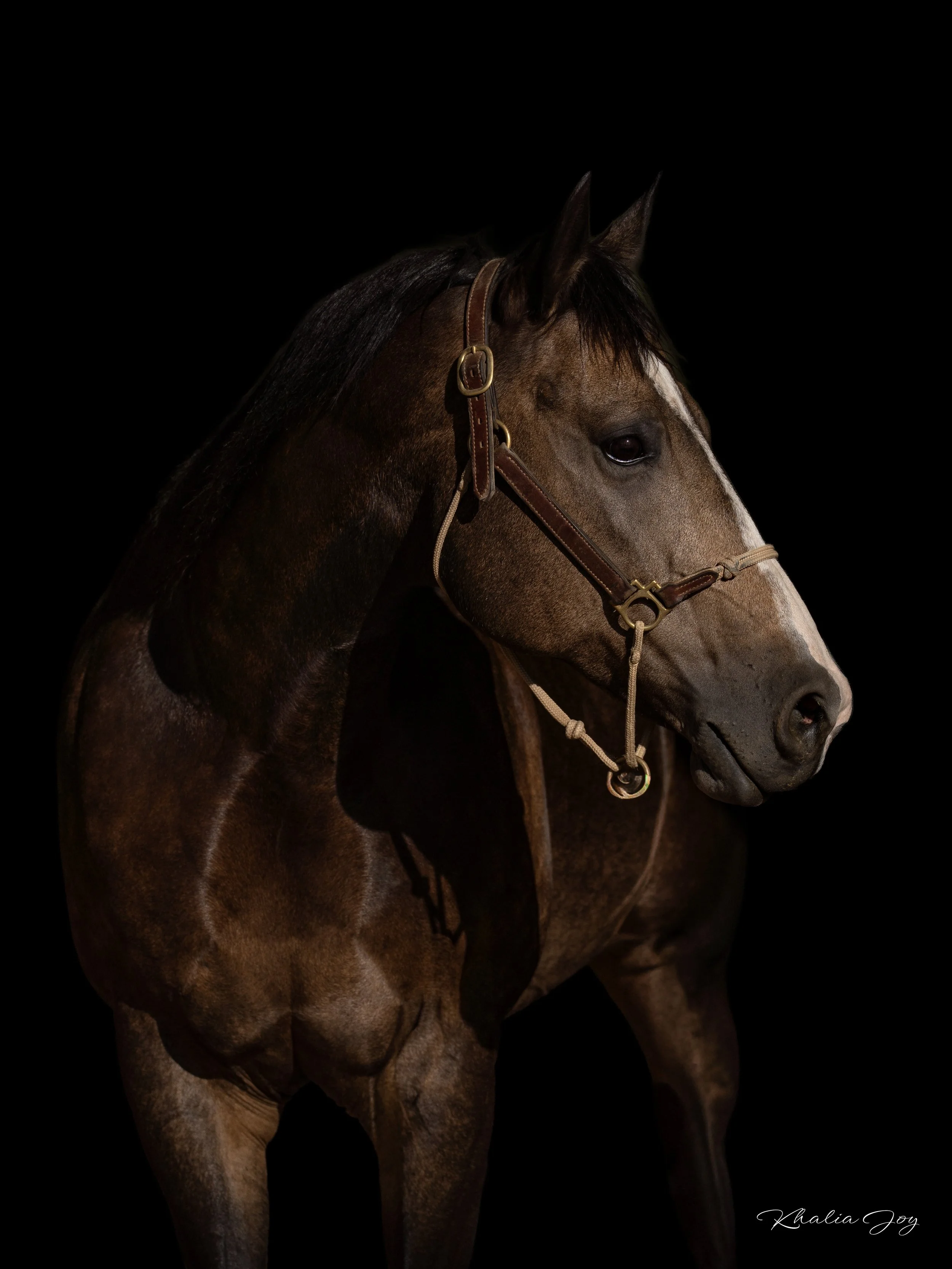 A close-up of a brown horse with a white blaze on its face, wearing a brown leather bridle against a black background.