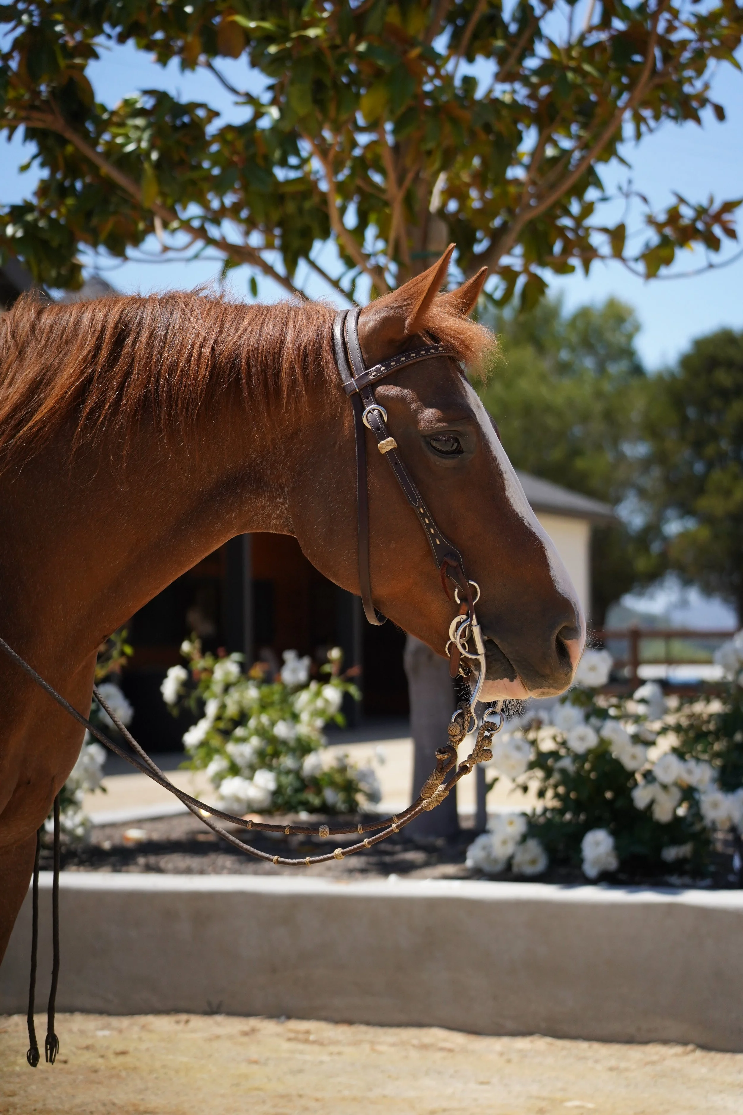 Close-up of a chestnut rider horse with a tree and white flowers in the background.