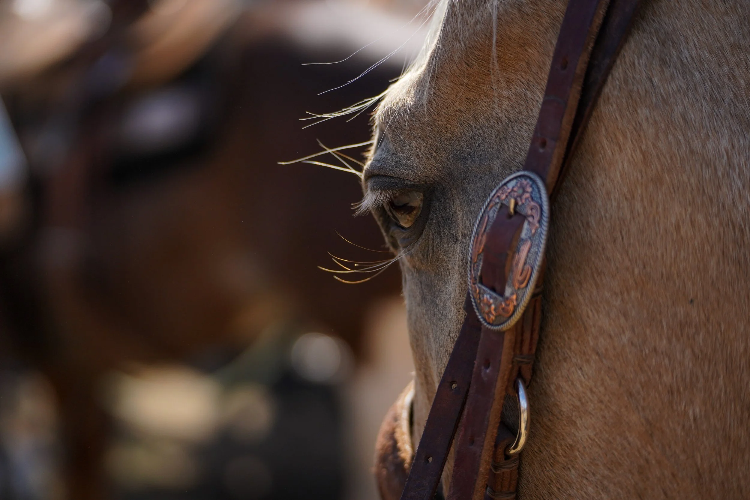 Close-up of a horse's face showing its eye, part of its brown mane, and a leather bridle with detailed embossing.