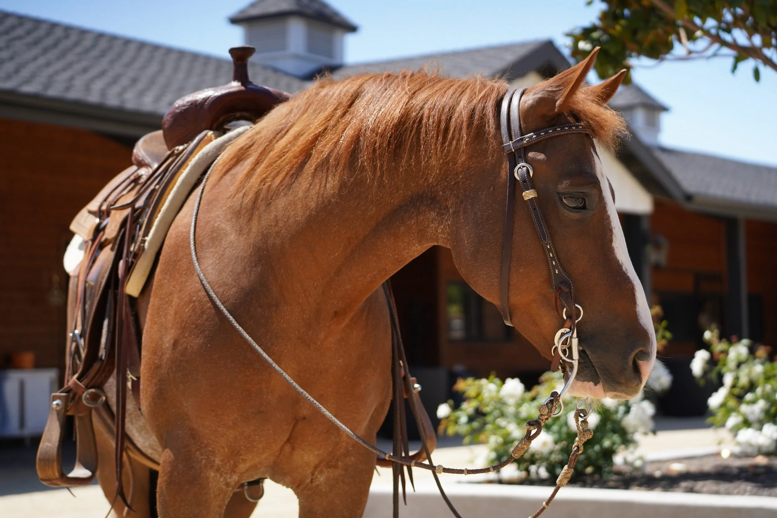 Close-up of a chestnut horse with a brown leather bridle, saddle, and reins outdoors on a sunny day, with a building and trees in the background.