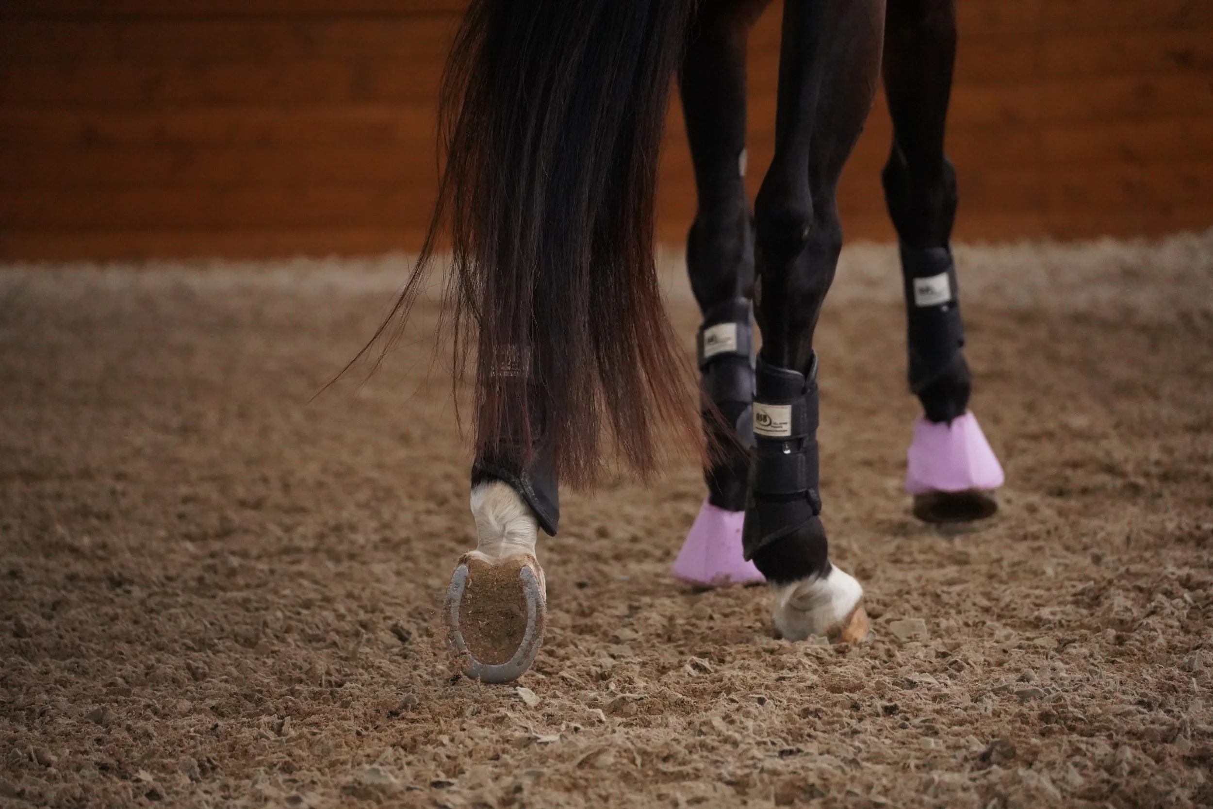 Close-up of a horse's legs with protective wraps on its hooves, standing on a dirt surface in an indoor riding arena.