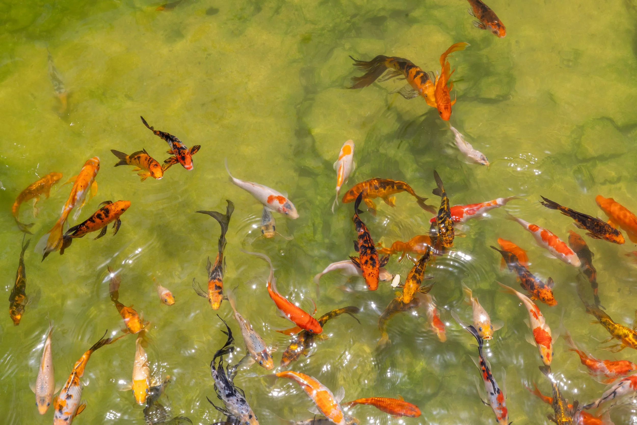 Real estate photography of a  group of colorful koi fish swimming in greenish water, at Amira Tulum