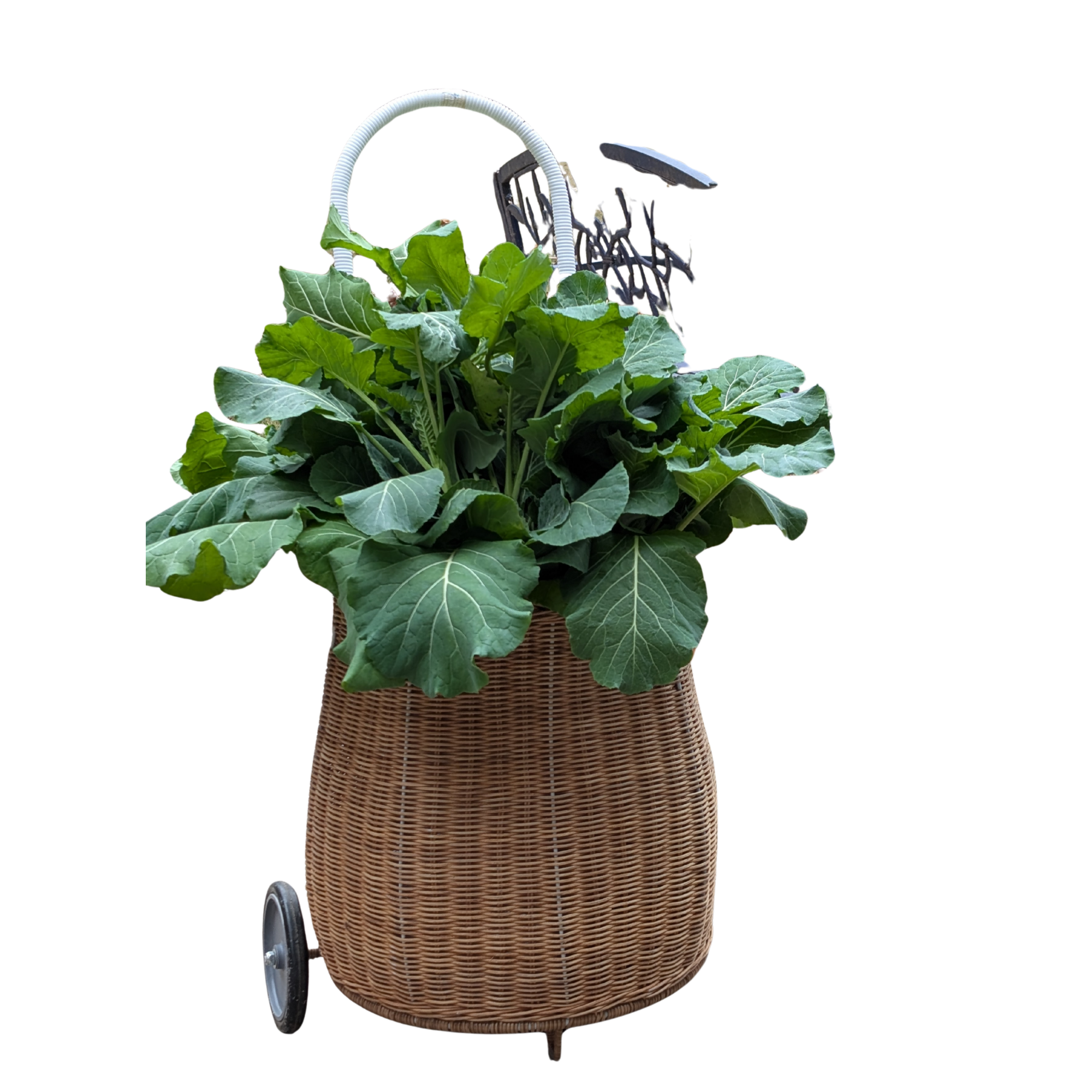A wicker shopping cart with wheels filled with large green leafy vegetables, possibly collard greens or kale, and a metal handle on a black background.