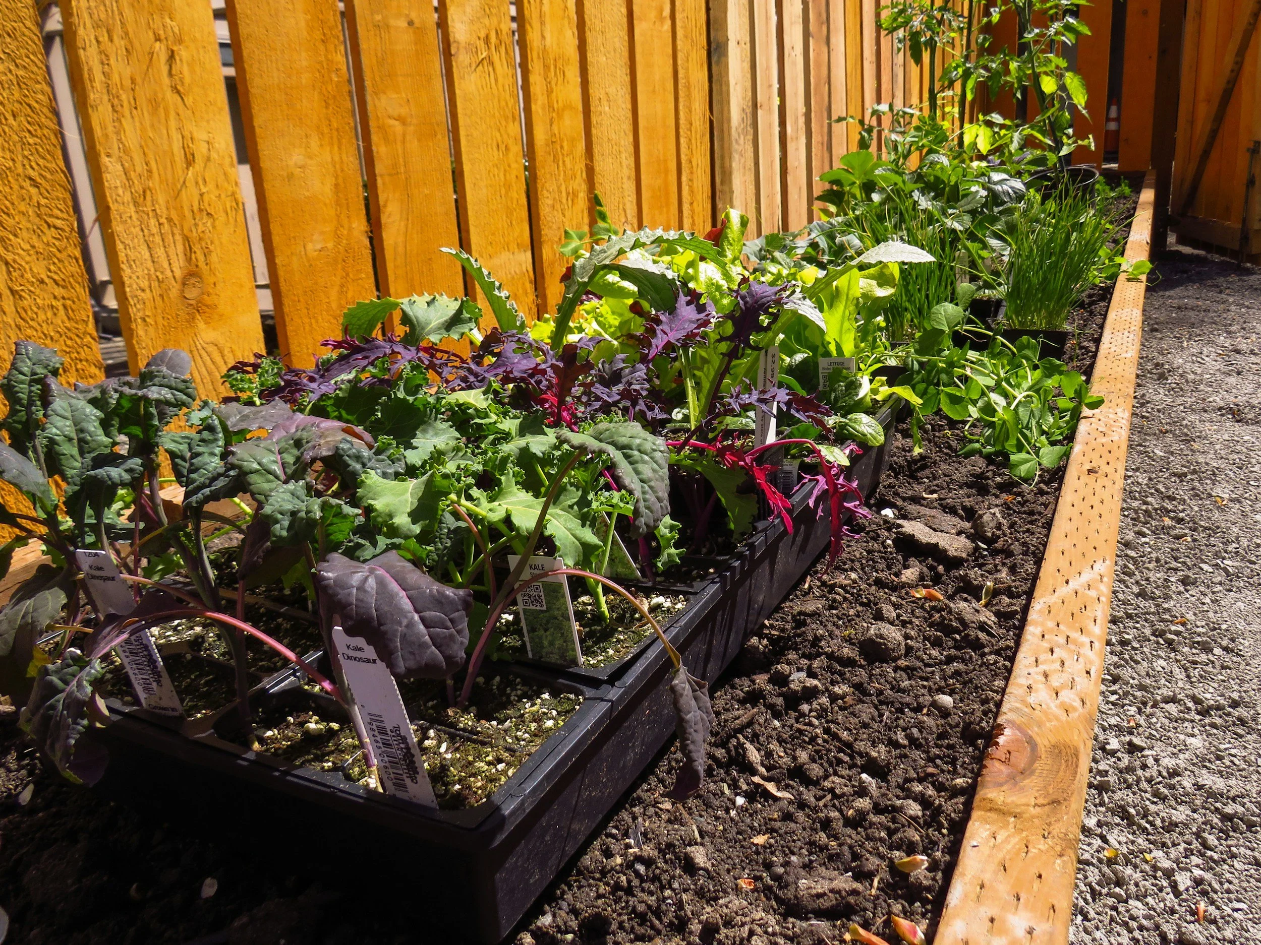 A garden bed with various plants, including kale and lettuce, bordered by a wooden edge and a yellow fence in the background.