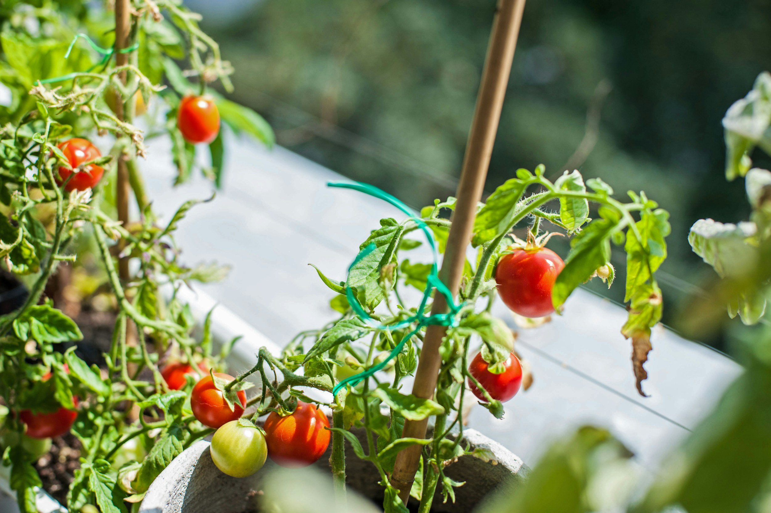 Red and green cherry tomatoes growing on a plant supported by stakes in a garden bed.