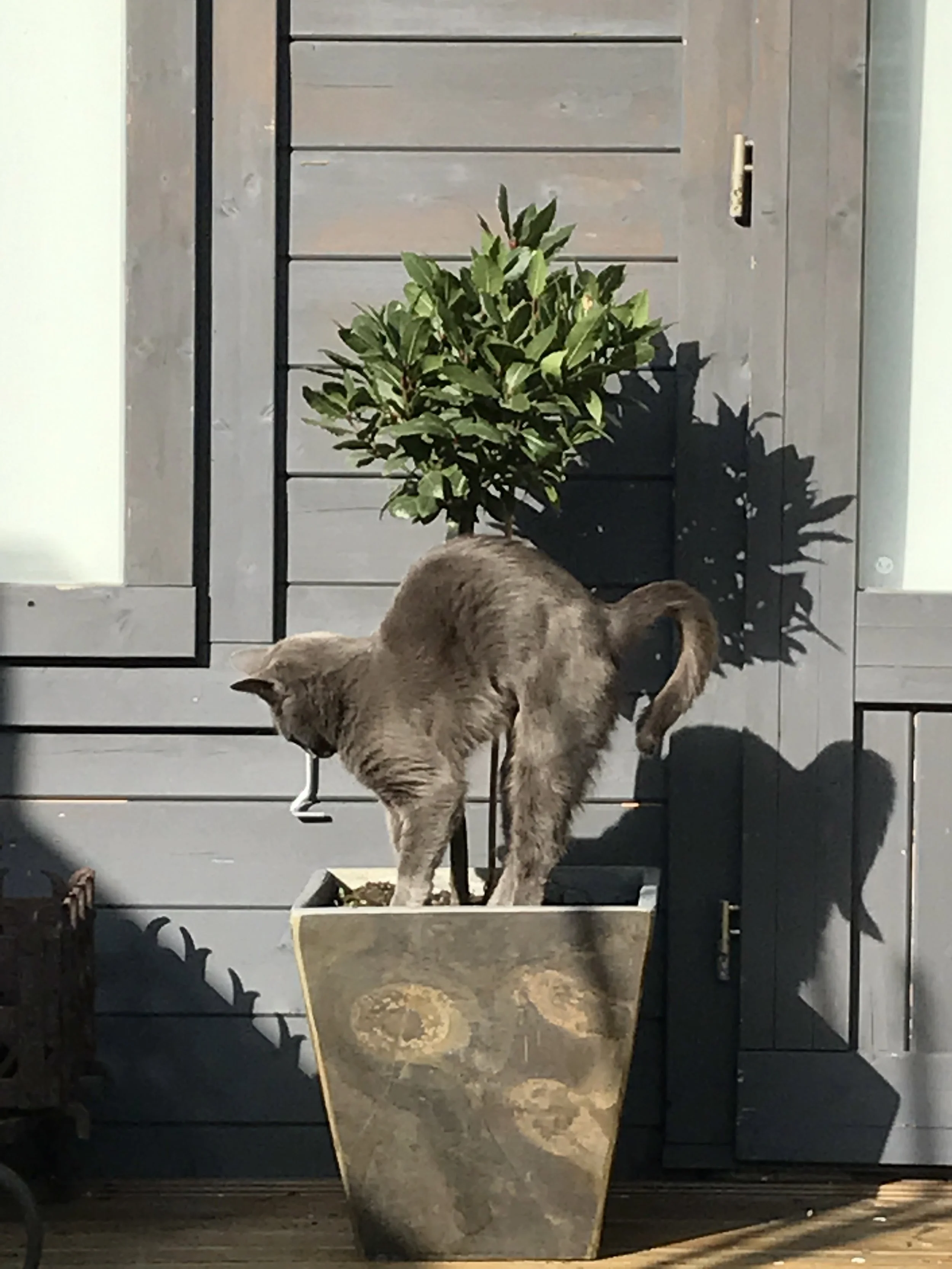A grey cat in a planter on a wooden deck in front of a gardening container with a green leafy plant. The background features a gray wooden  wall .