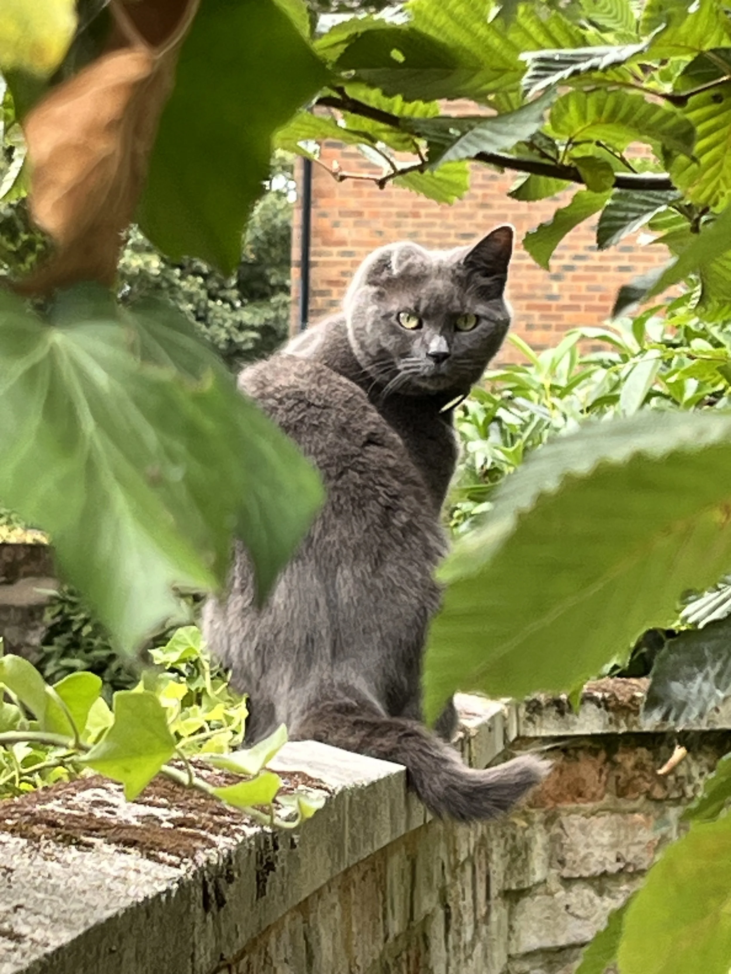 Grey cat in the garden around trees