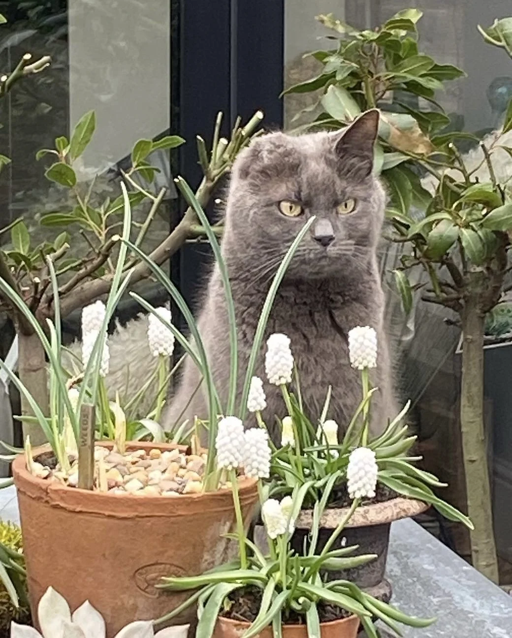 A gray cat sitting among potted white flowers and green plants on a table near a window.