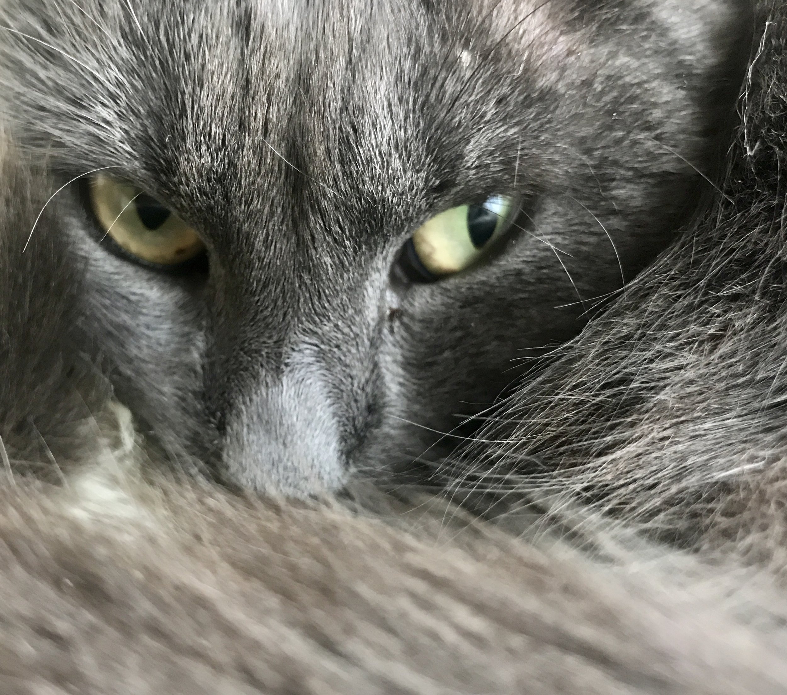 Close-up of a gray tabby cat's face, focusing on the eyes and fur.