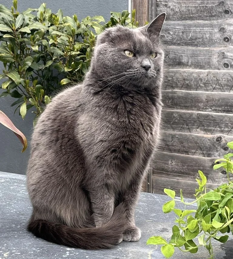 Grey cat sitting on table outside