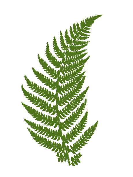 Fern leaf symbolizing beauty, honesty, and hope for families raising children with profound autism through The Honest Autism Mom.