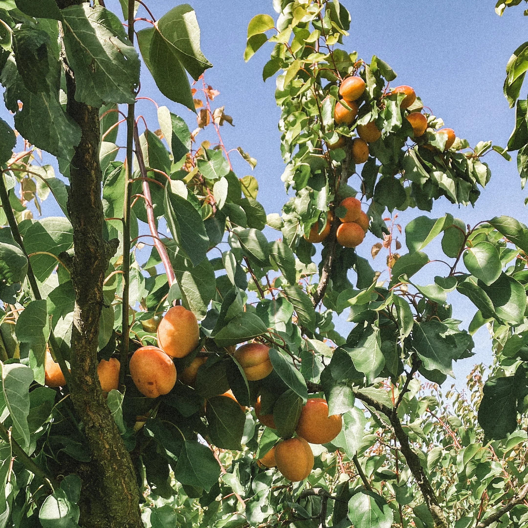 abricots.jpg