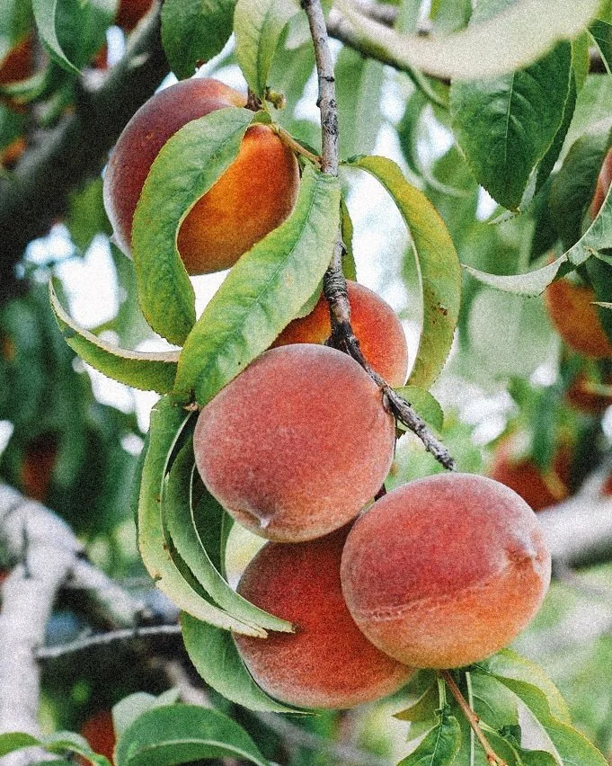 peches.jpg