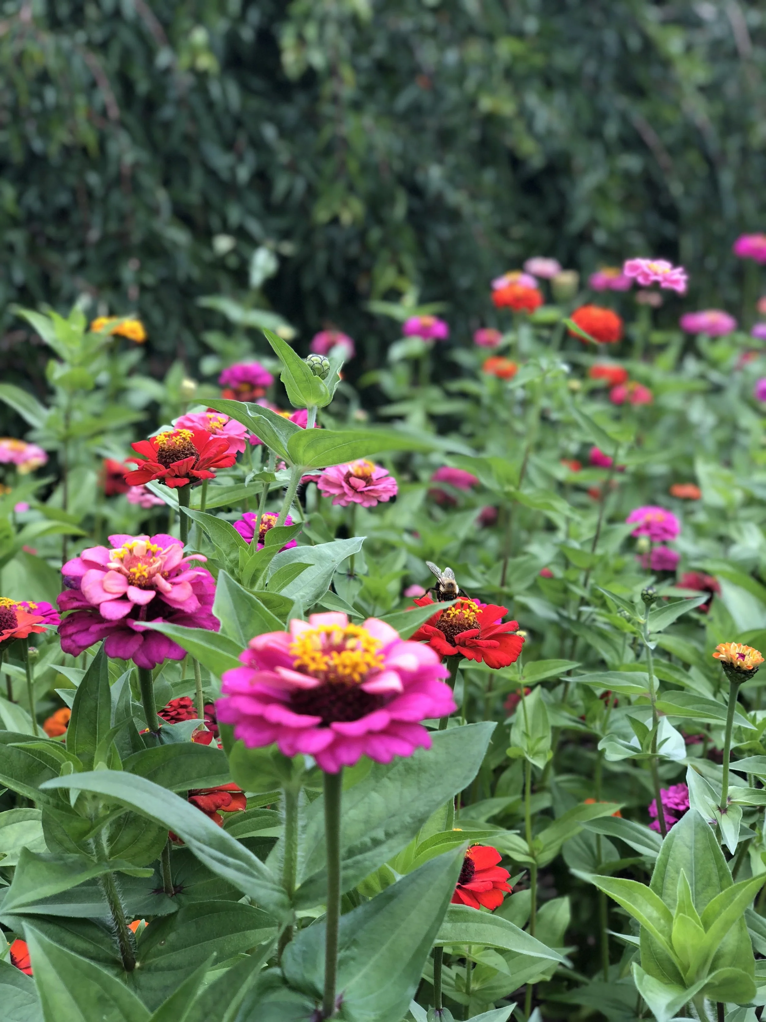 A garden filled with colorful zinnia flowers in various shades of pink, red, orange, and yellow. A bee is visible on one of the flowers in the foreground.