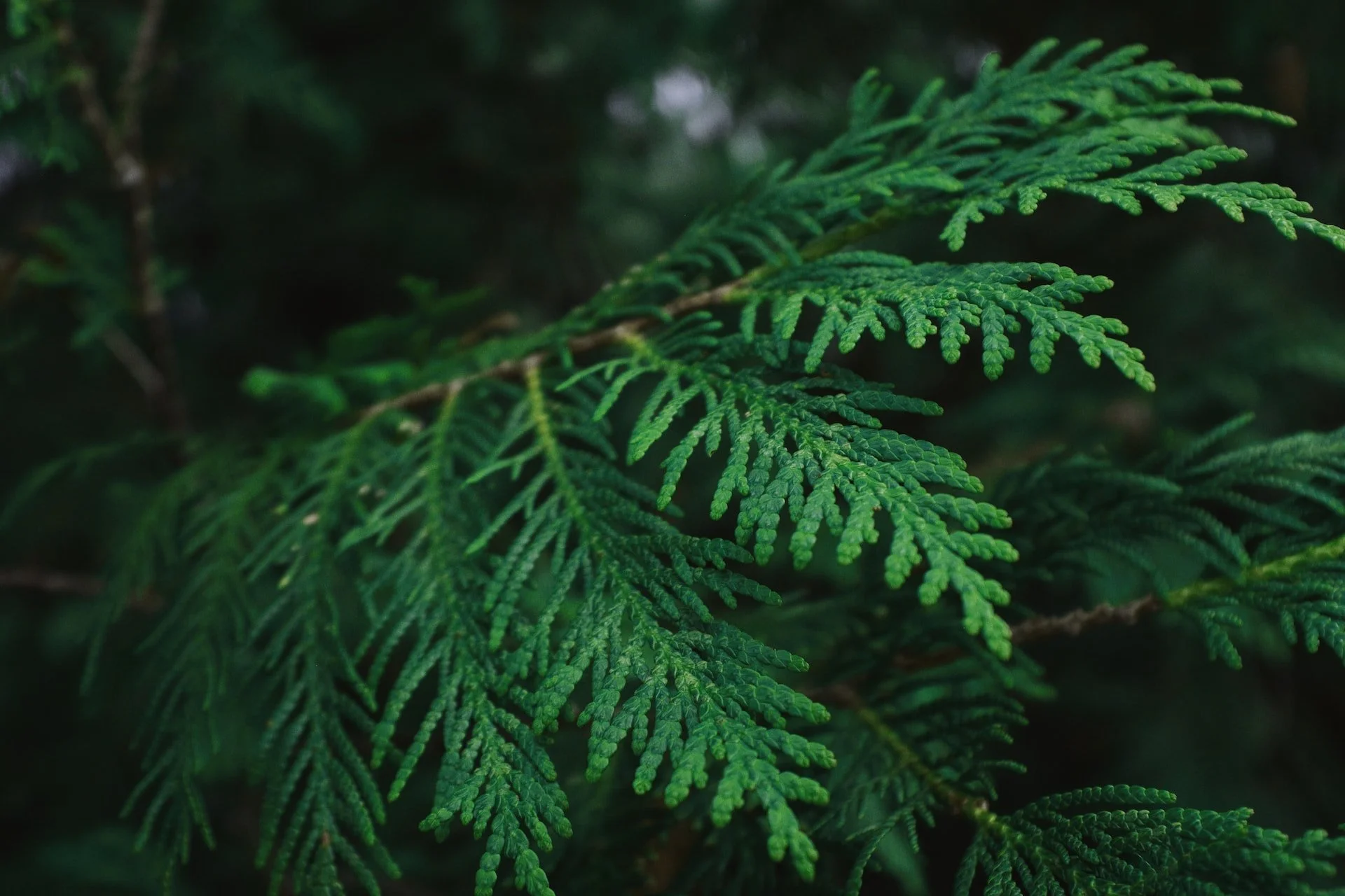 cedar bough.jpg