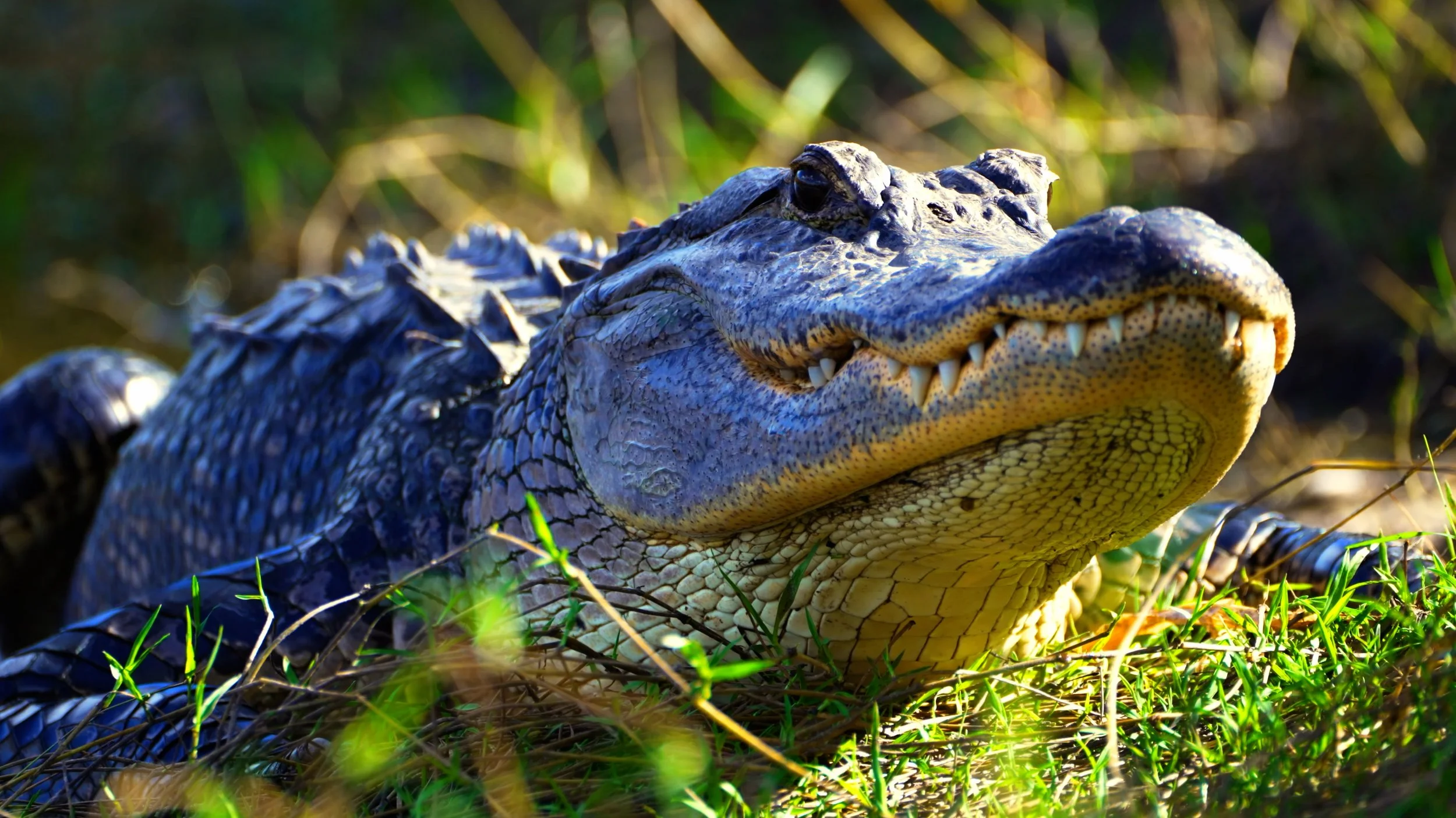 Everglades Film - FULL_2026.00_11_01_10.Still037.jpg