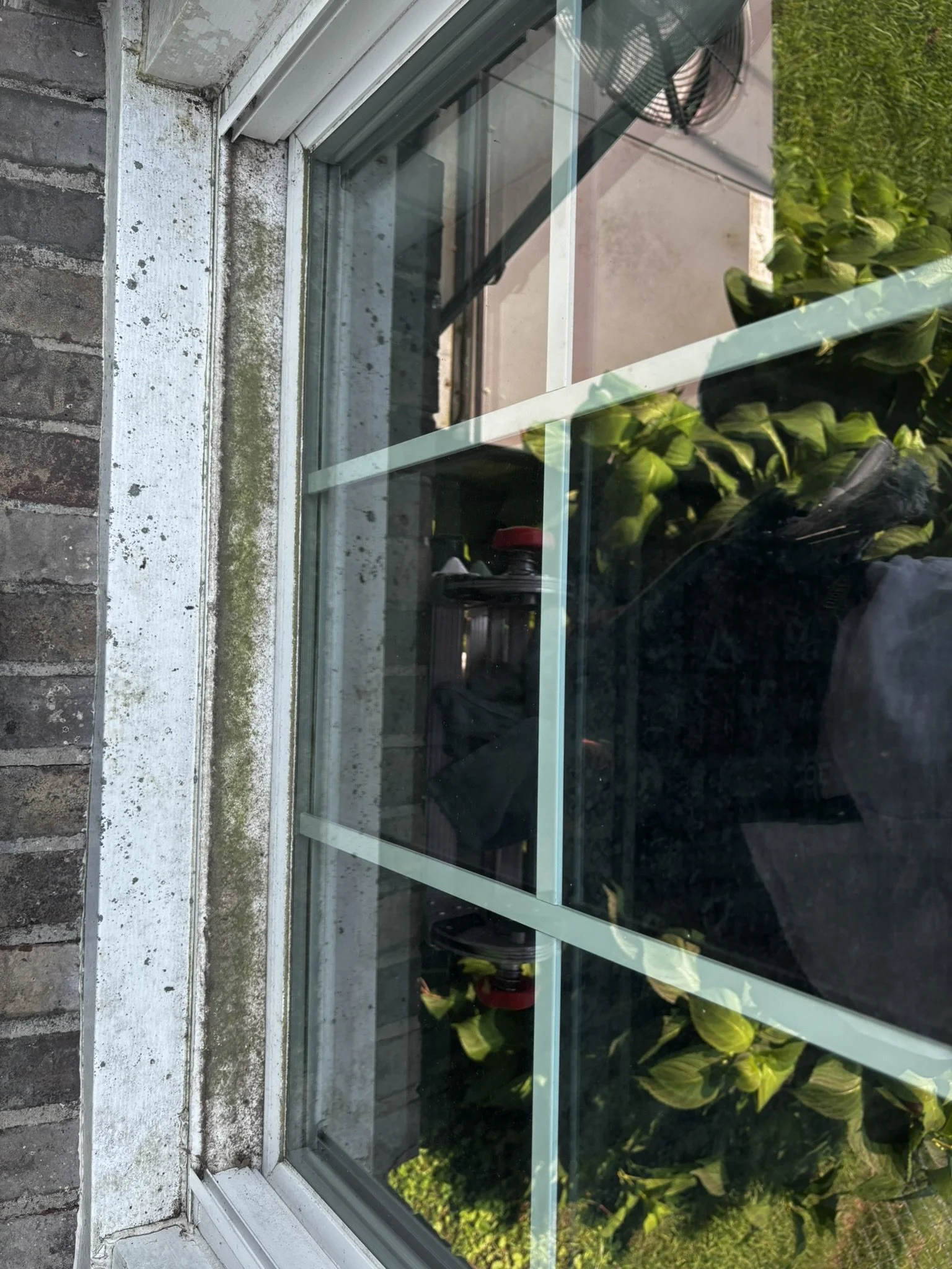 A glass window with a white frame, reflecting green plants and the sky outside, with a concrete and brick wall below.