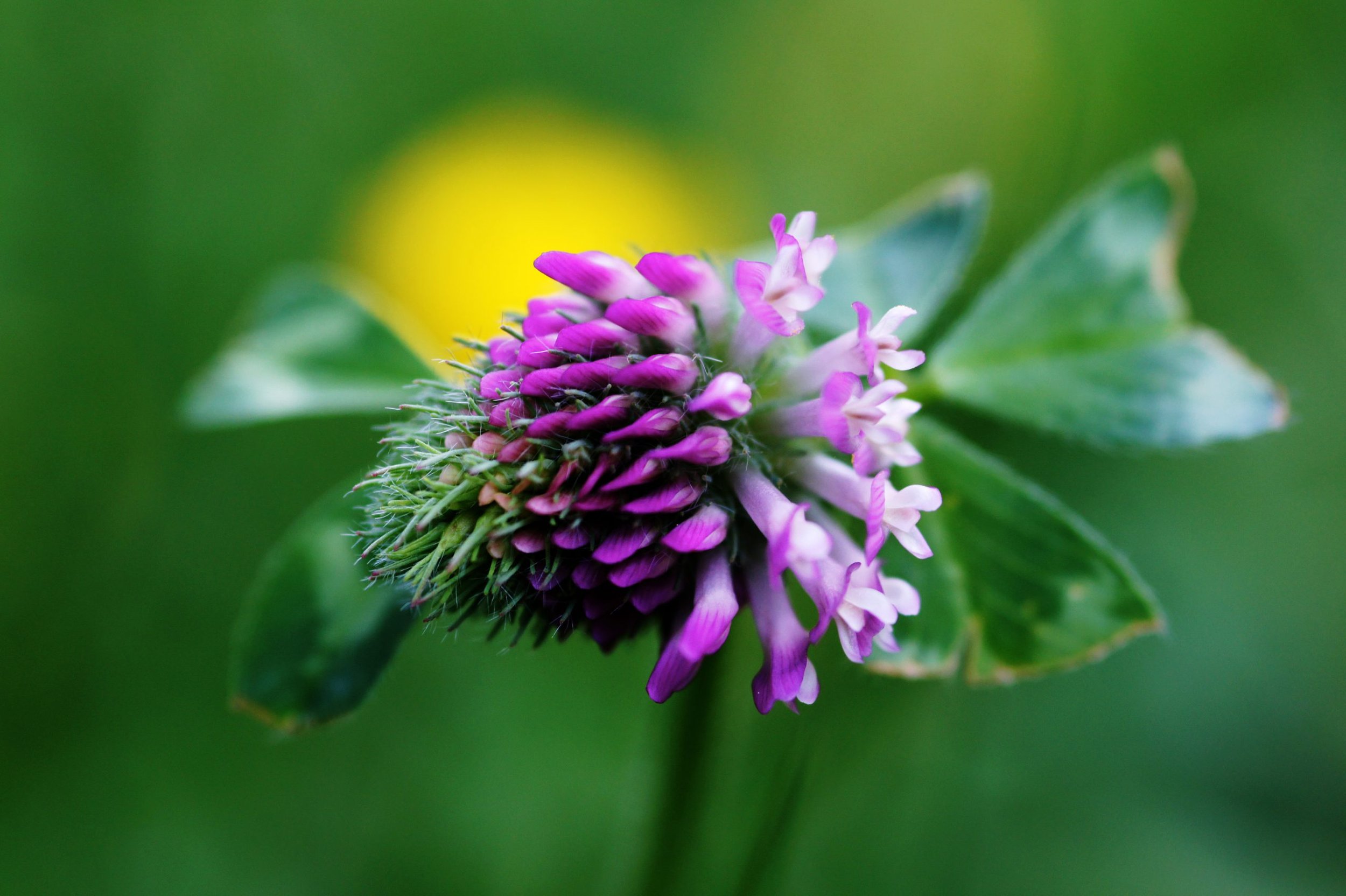 3Clover-scaled.jpg