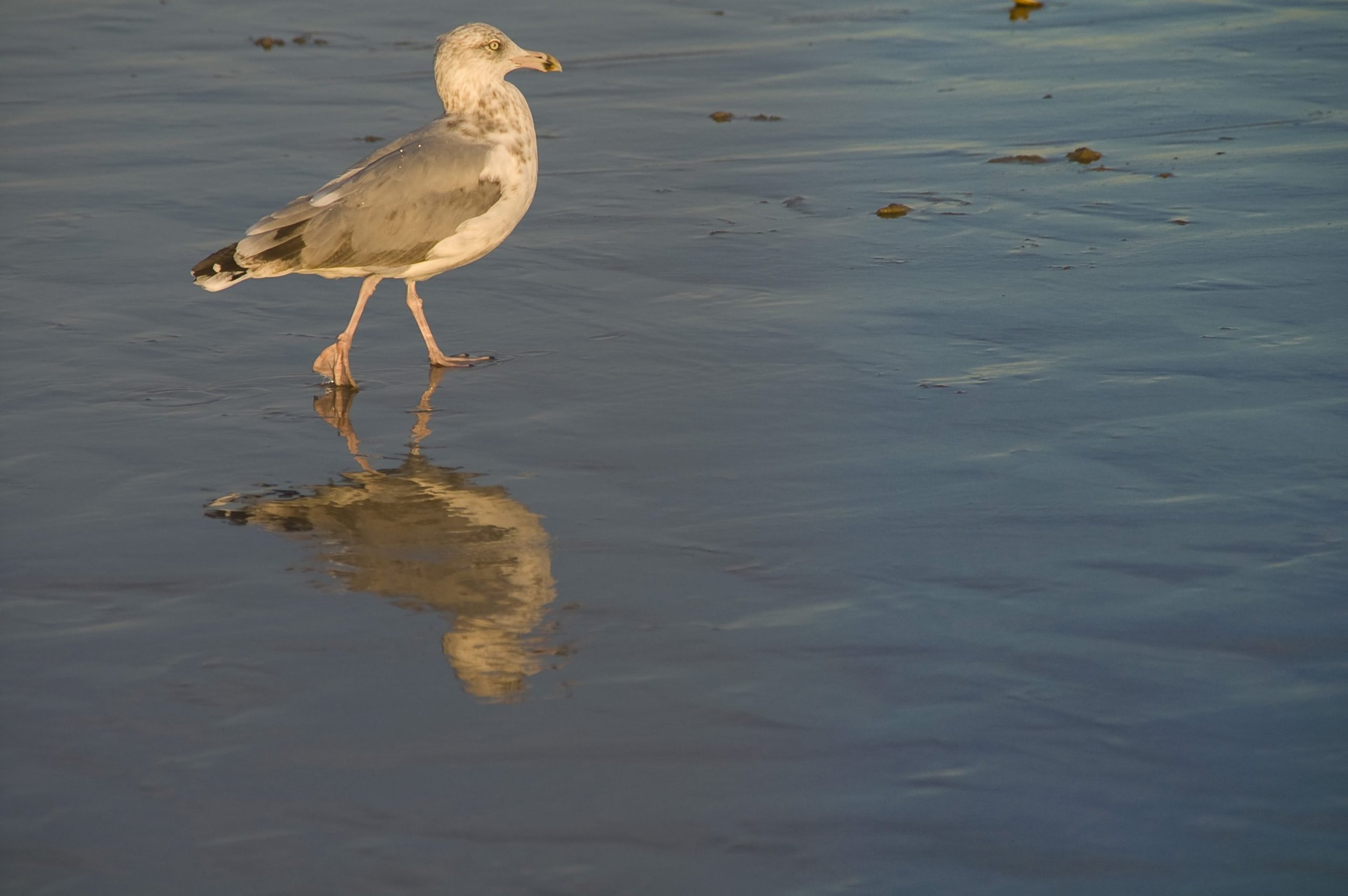 5Gull-scaled.jpg