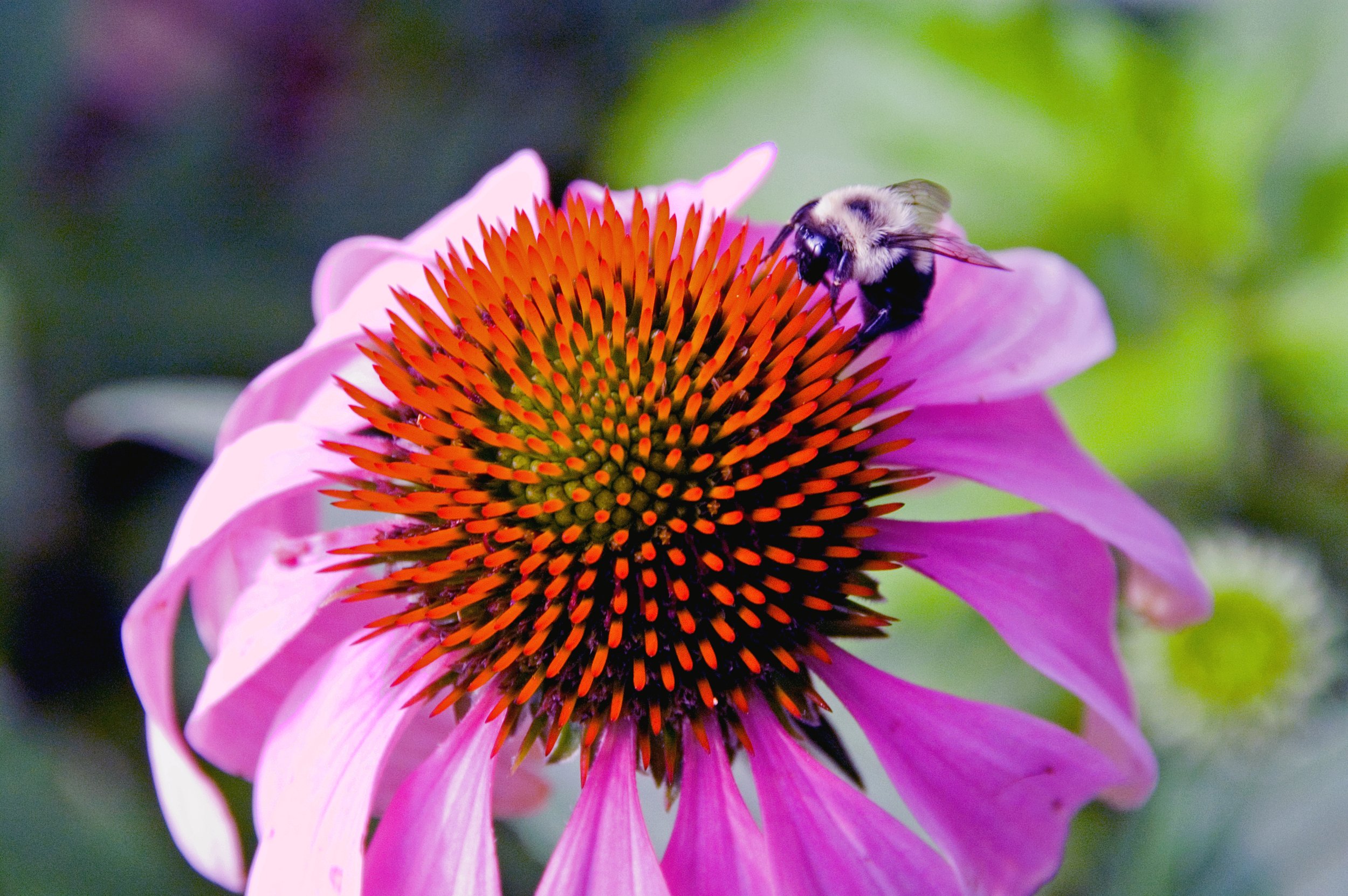2Bee.jpg