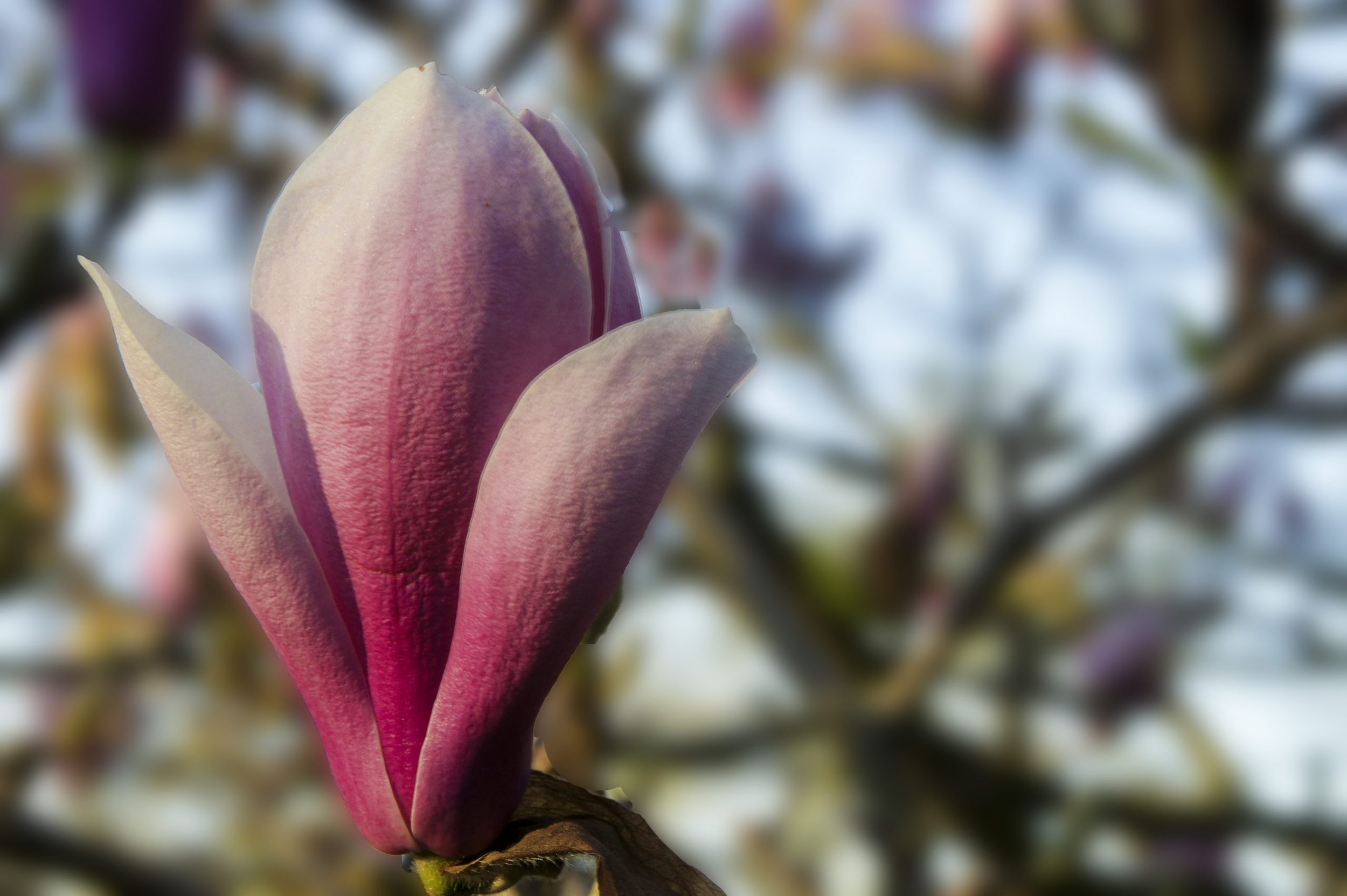 4Dogwood-scaled.jpg