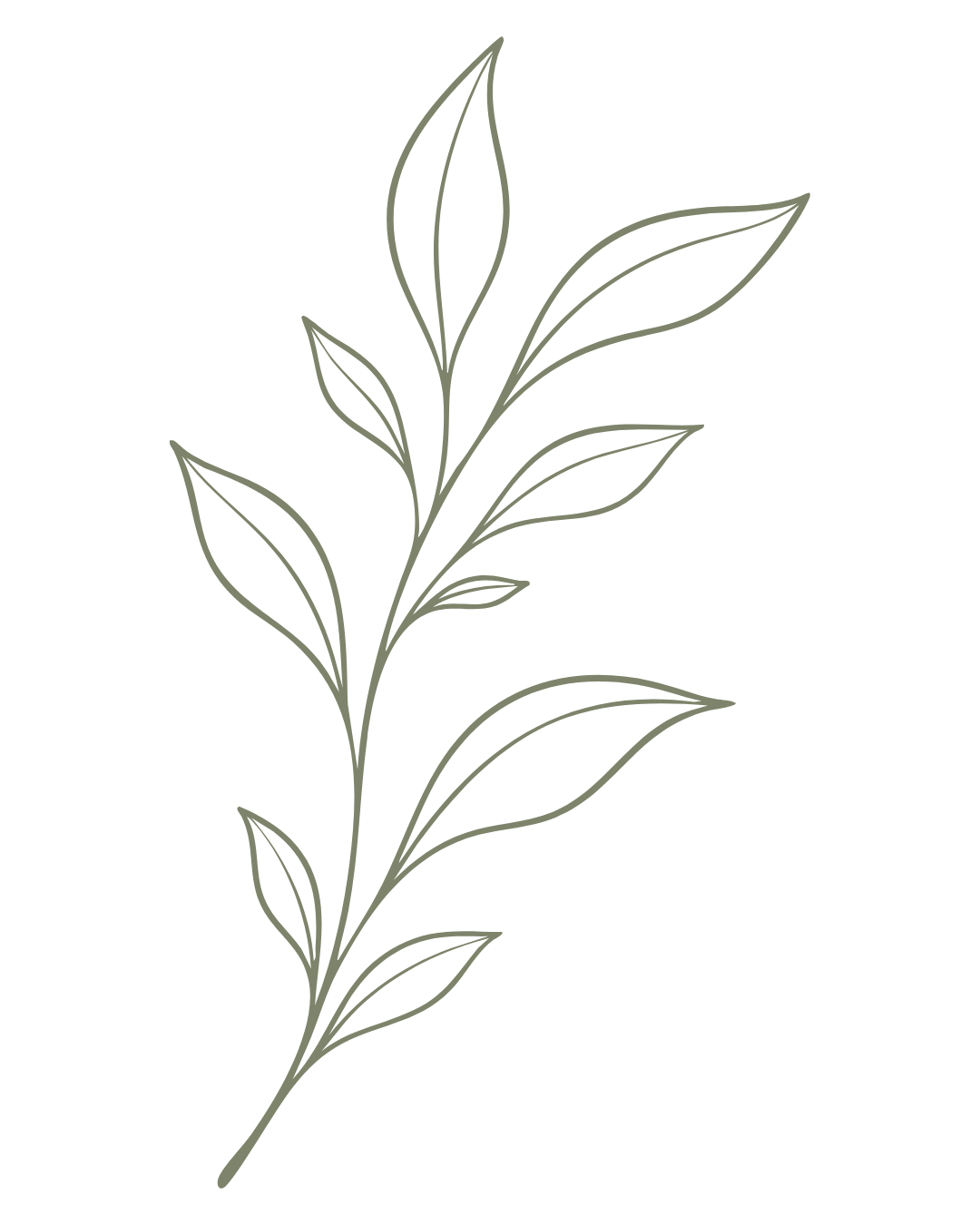 Delicate botanical branch illustration with simple outlined leaves.