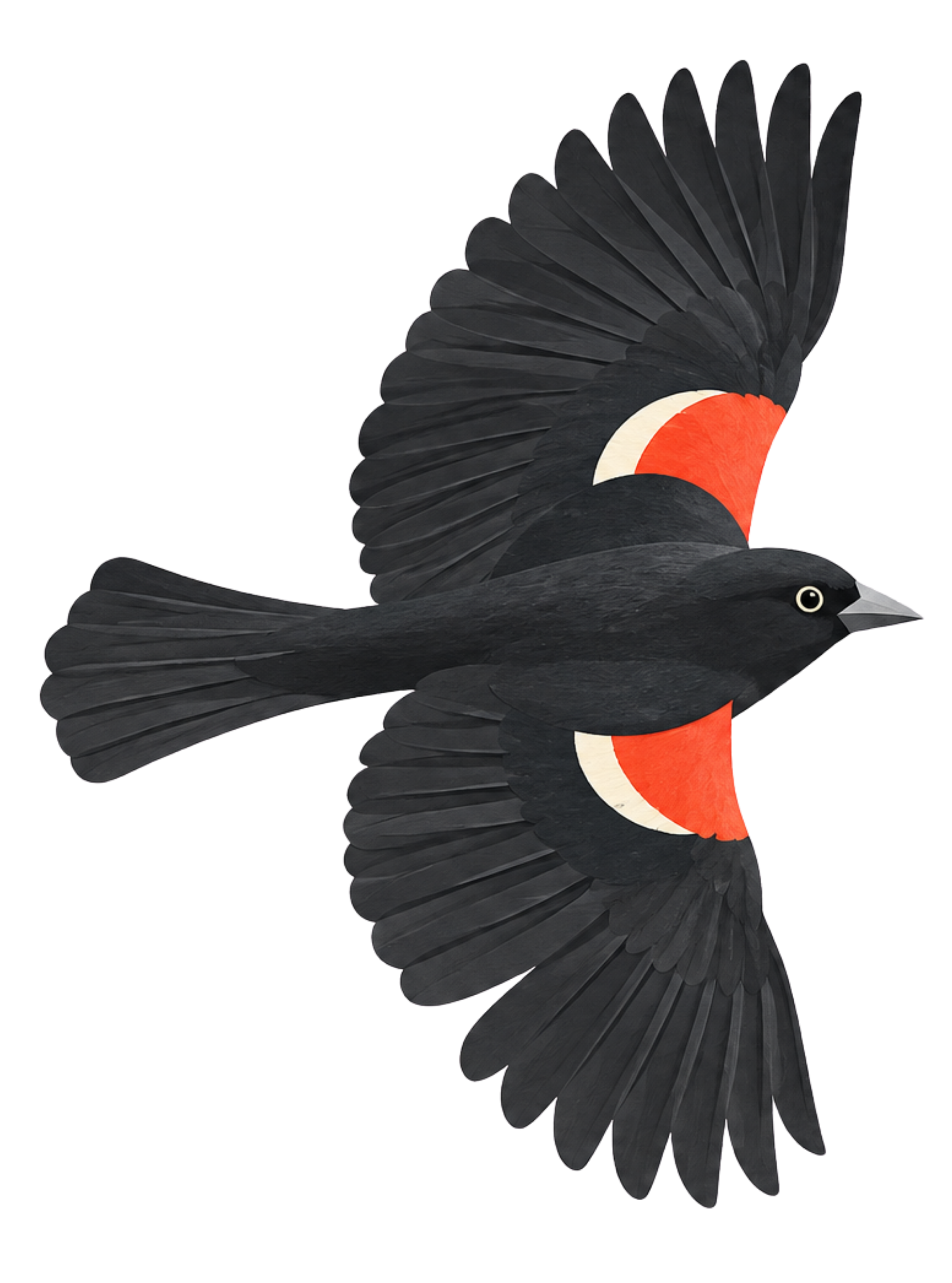 Illustrated blackbird viewed from above with red and cream markings and wings spread.
