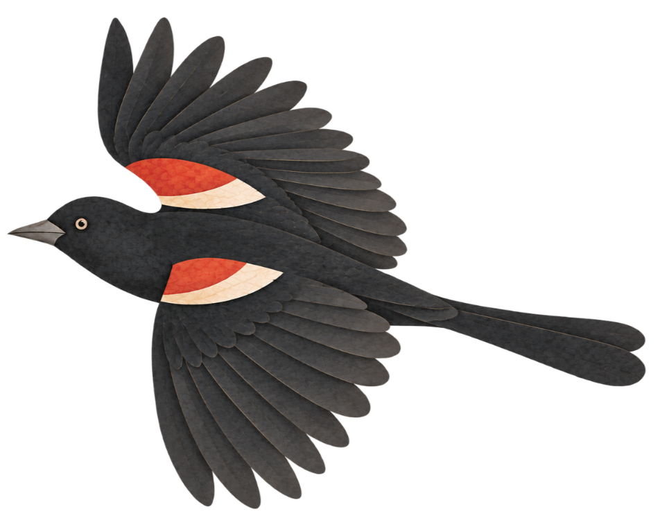 main.png Illustrated blackbird with red and cream wing markings in flight.