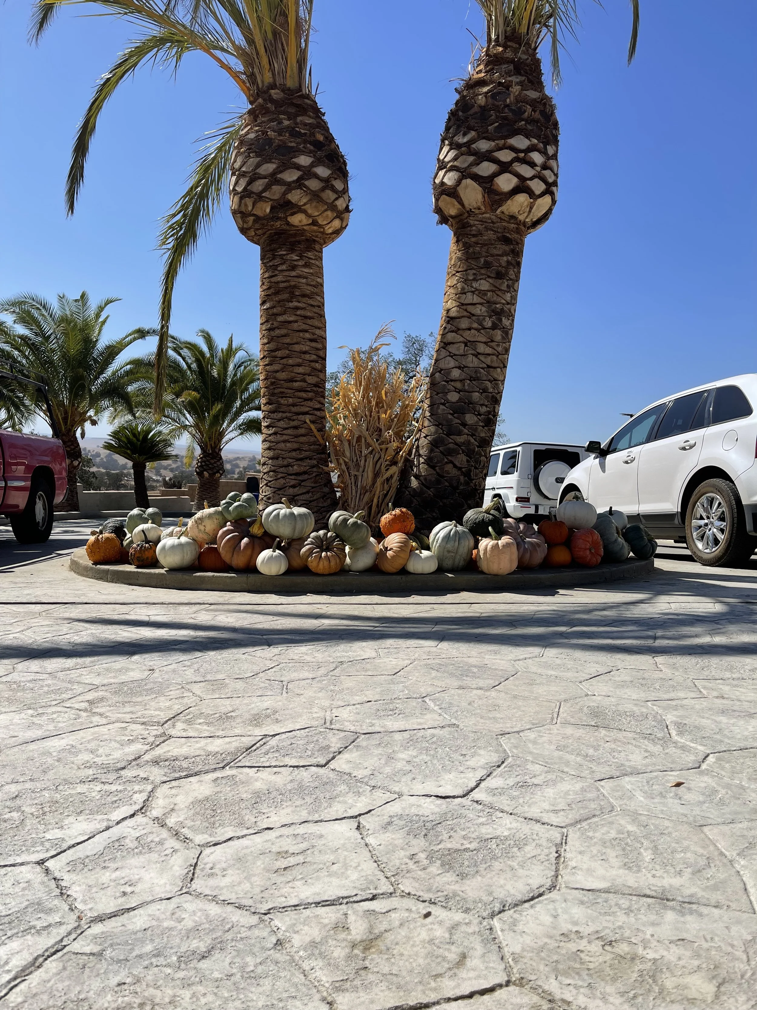 IMG_6560.jpeg
