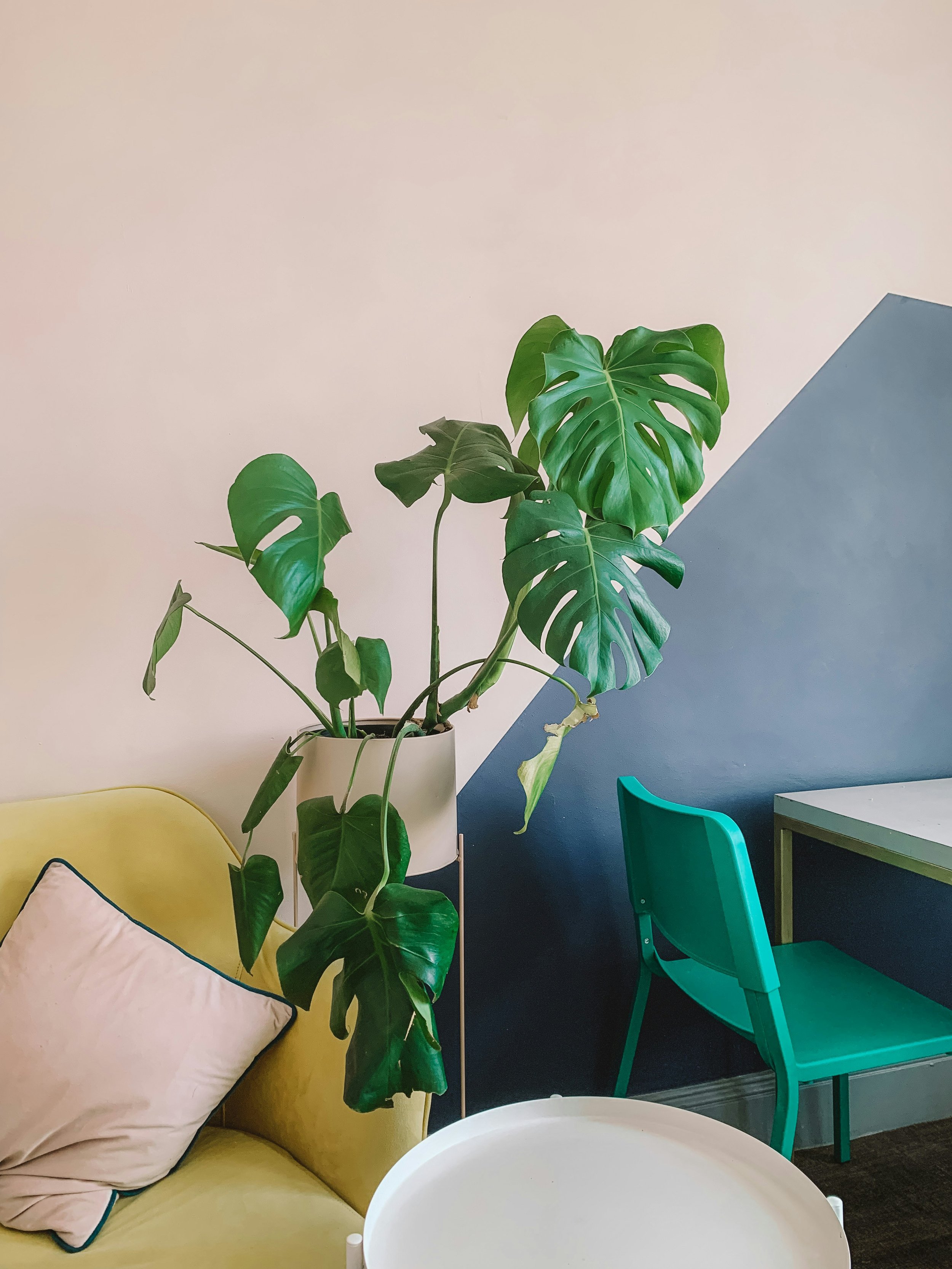 Indoor space with a yellow sofa with a white pillow, a tall green monstera plant in a white pot, a white round coffee table, and a blue chair next to a small table against a wall painted that is half light pink and half blue.