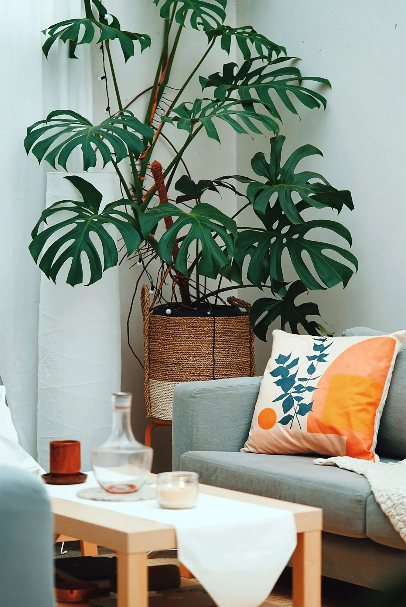 A living room with a large green Monstera plant in a woven basket, a light blue sofa with a colorful abstract pillow, a white curtain, and a white coffee table with decorative glassware.