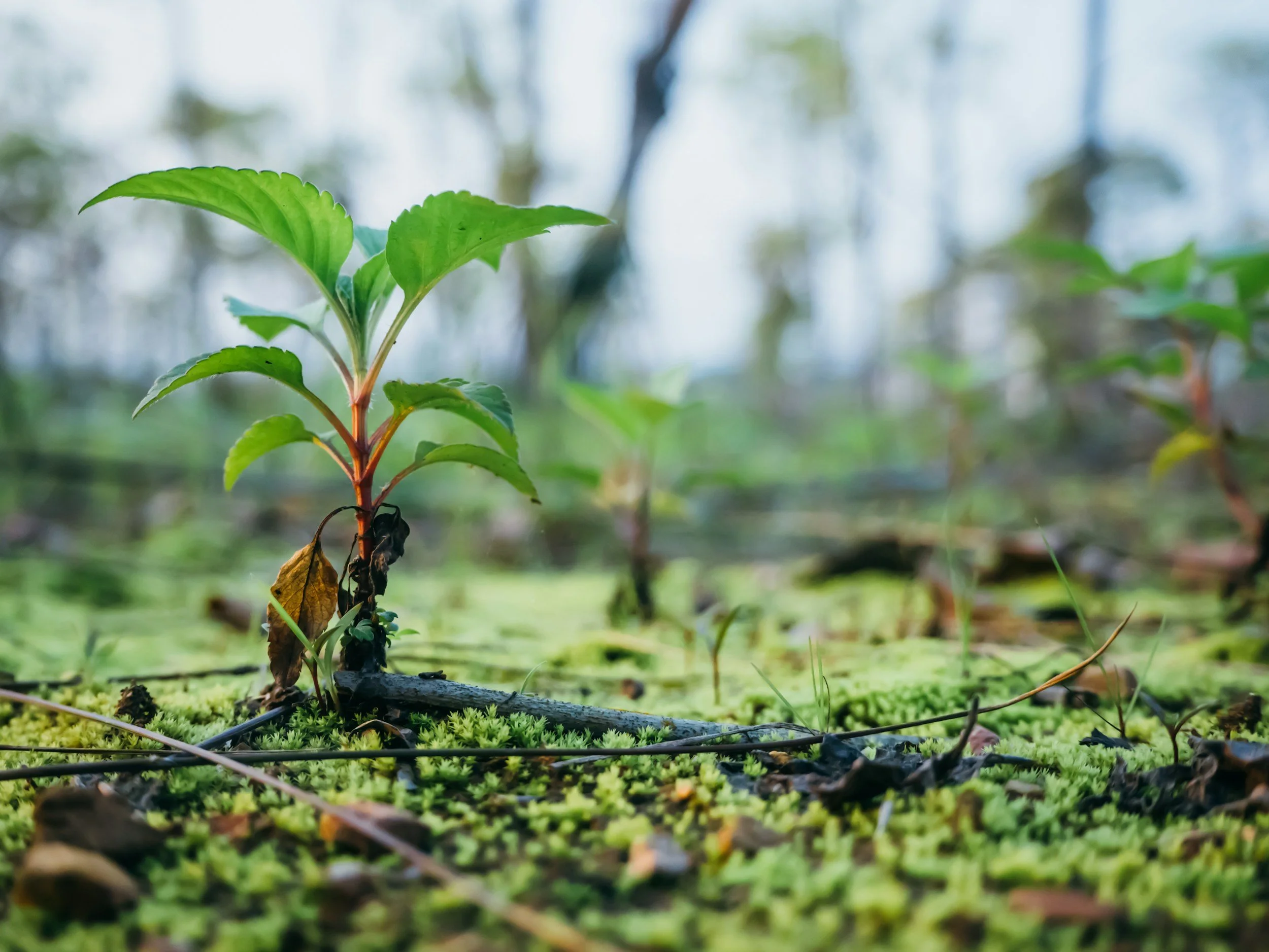Young green plant growing in a wet, moss-covered forest floor with blurred trees in the background.