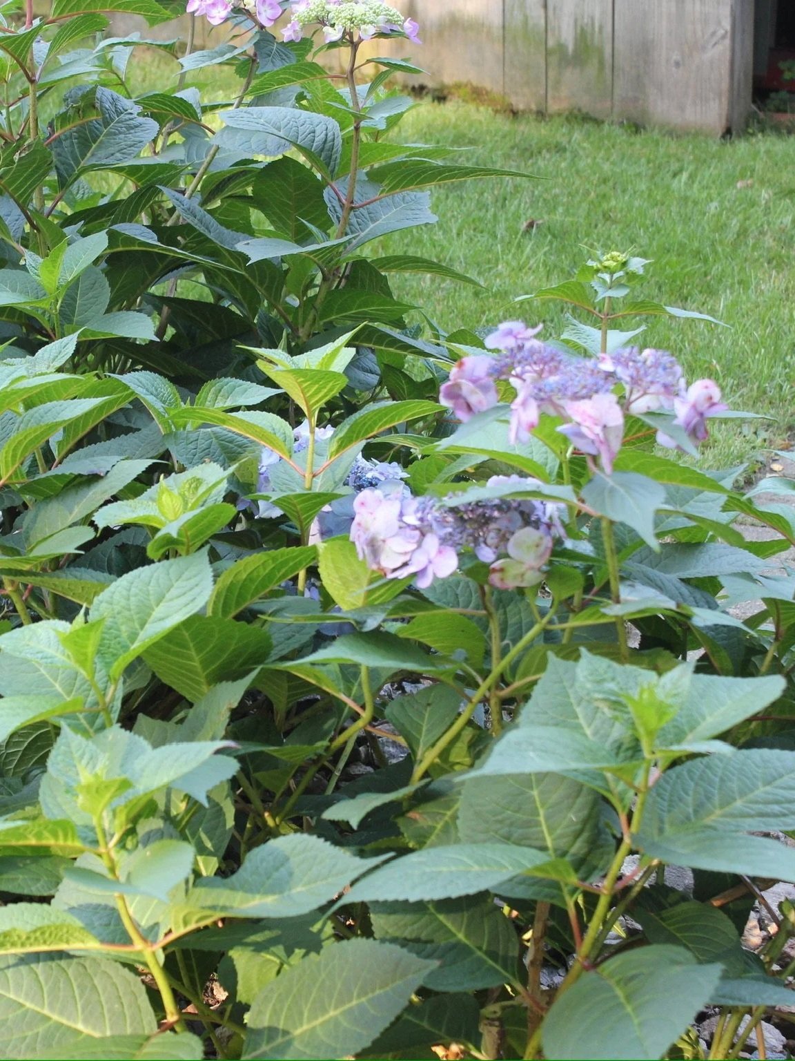 Green leafy shrub with light purple flowers in a garden yard, with a wooden fence and grass in the background.