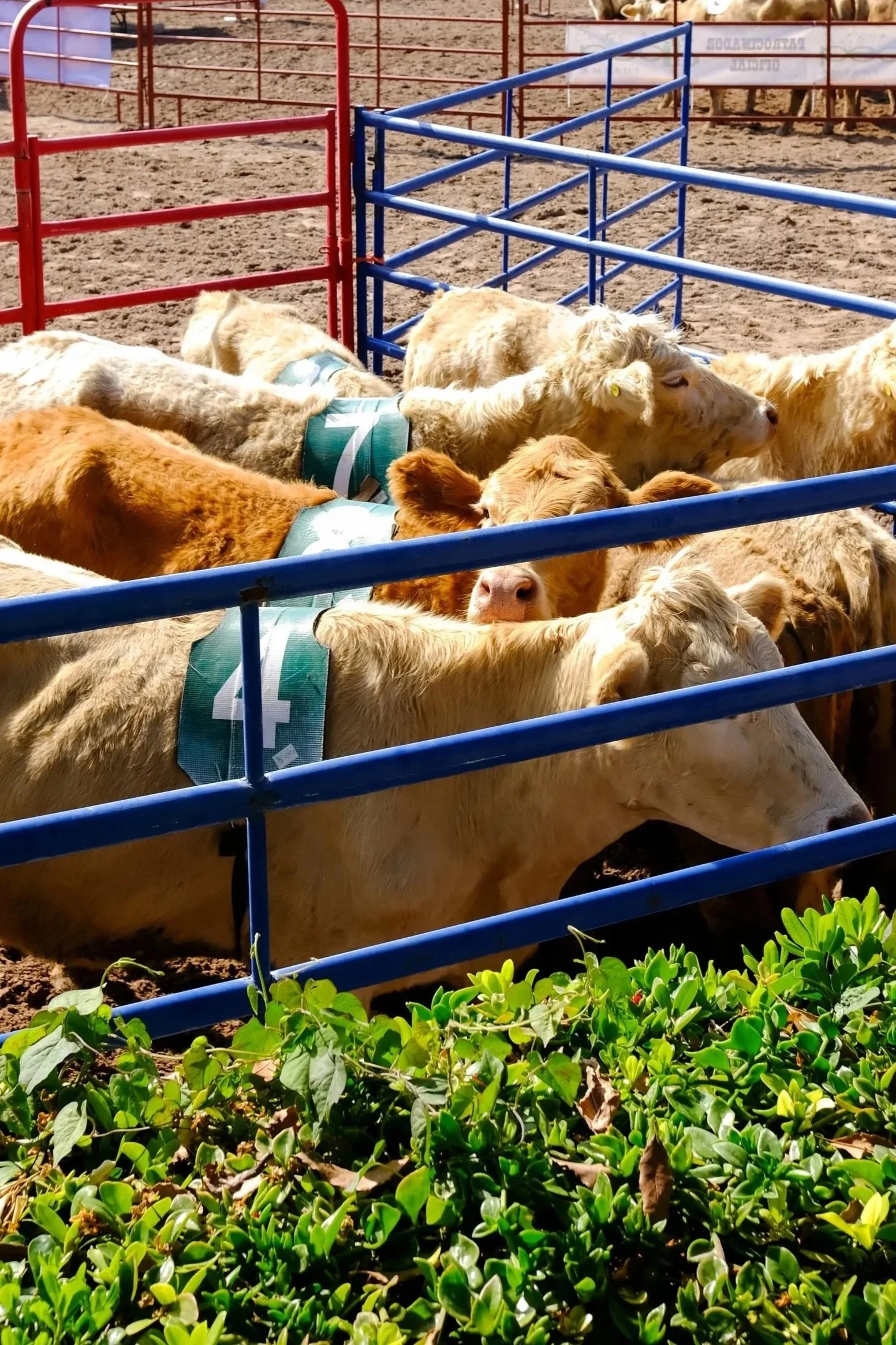 rodeo-sma-01.jpg
