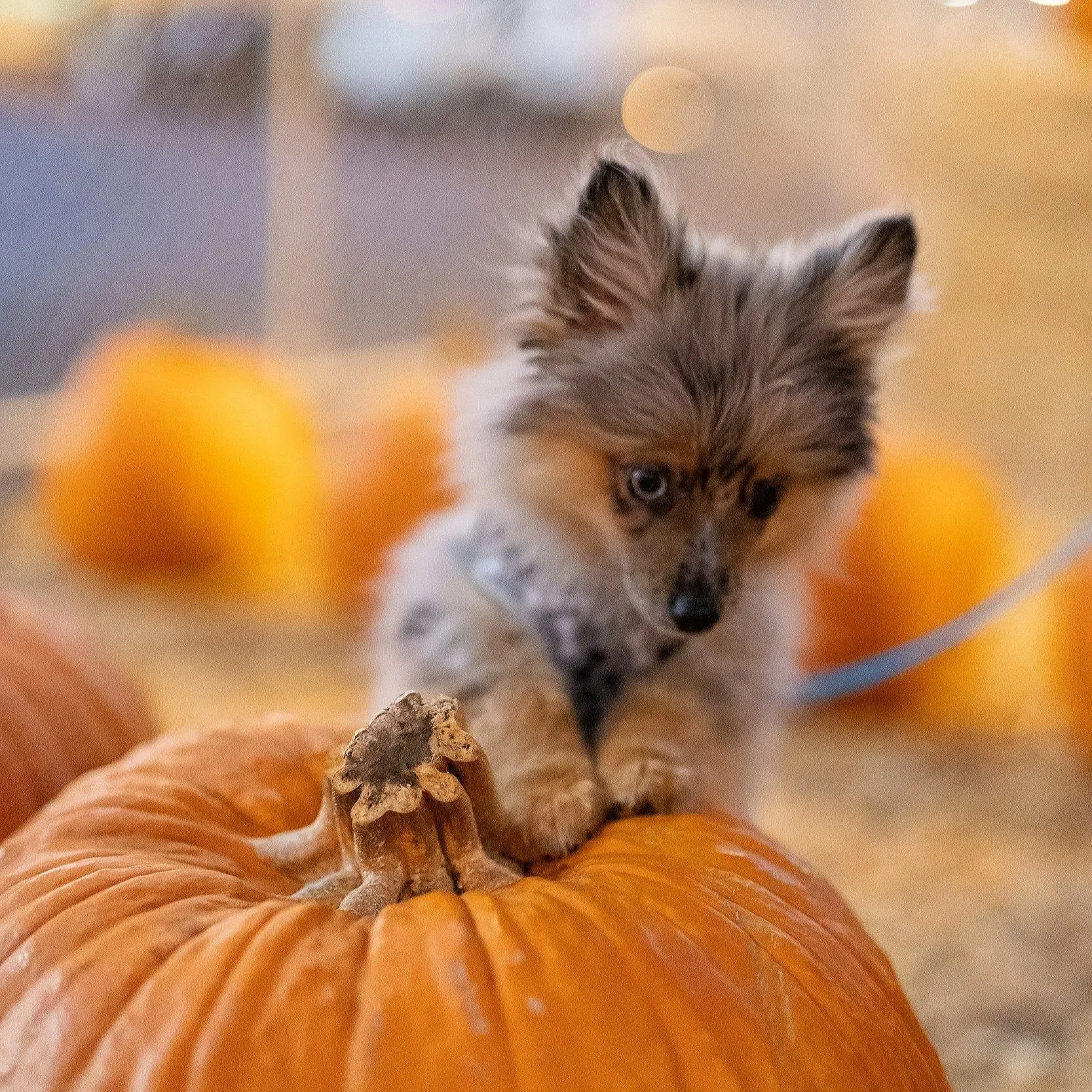 small fox-like dog atop a pumpkin